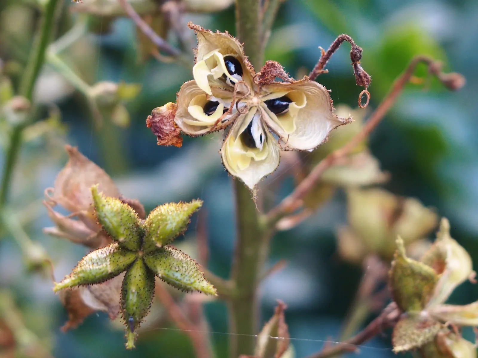 Gas Plant (Dictamnus Albus) — Grows to 2-4 ft tall and wide, preferring full sun to part shade and well-drained soil