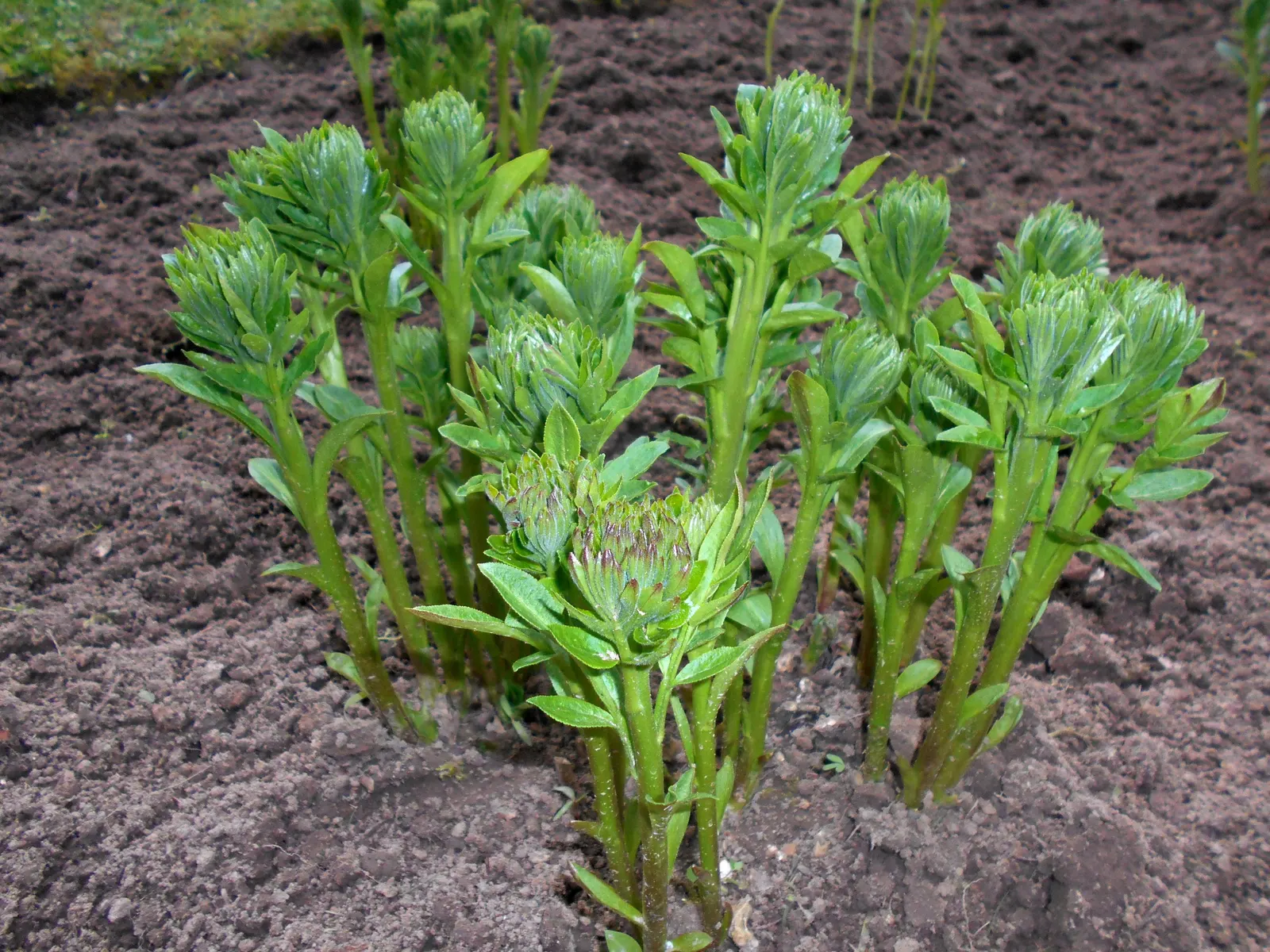 Gas Plant (Dictamnus Albus) — neutral to slightly alkaline soils; which can ignite when brought near a flame