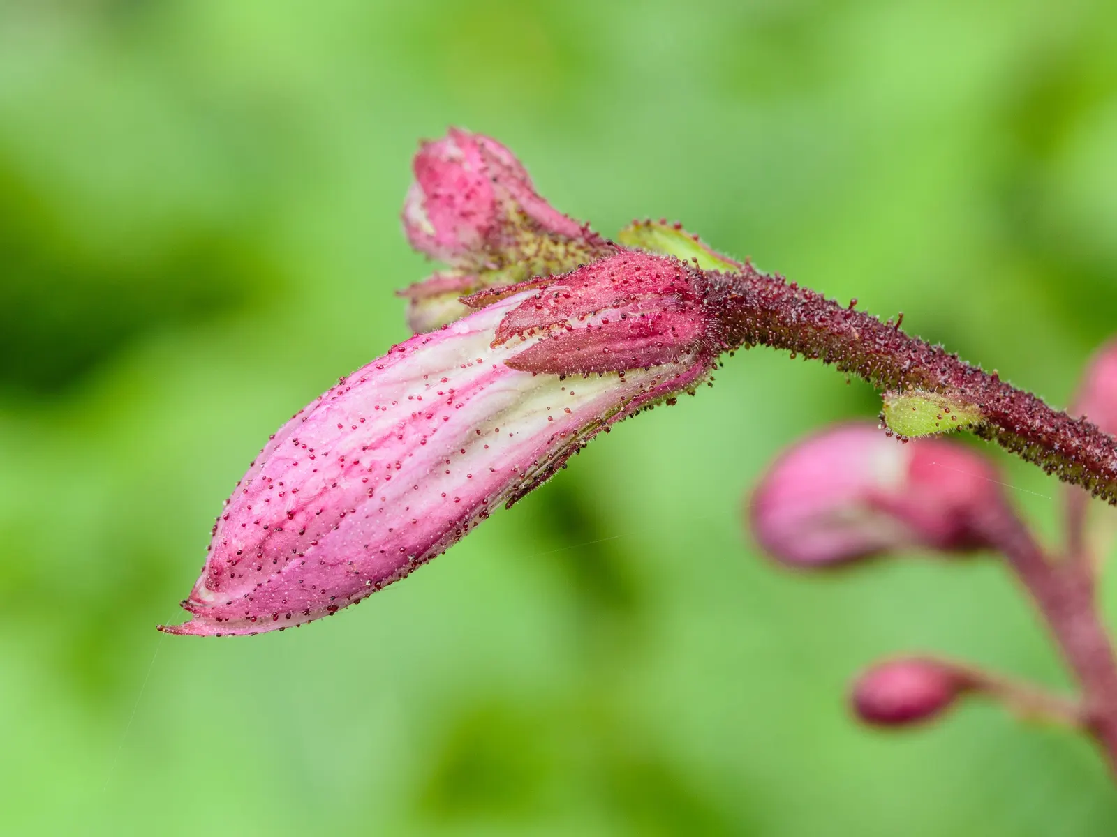 Gas Plant (Dictamnus Albus) — long-lasting blooms that create an alluring display amidst its glossy green