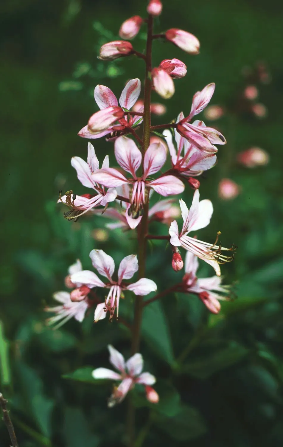 Gas Plant (Dictamnus Albus) — With a moderate growth rate