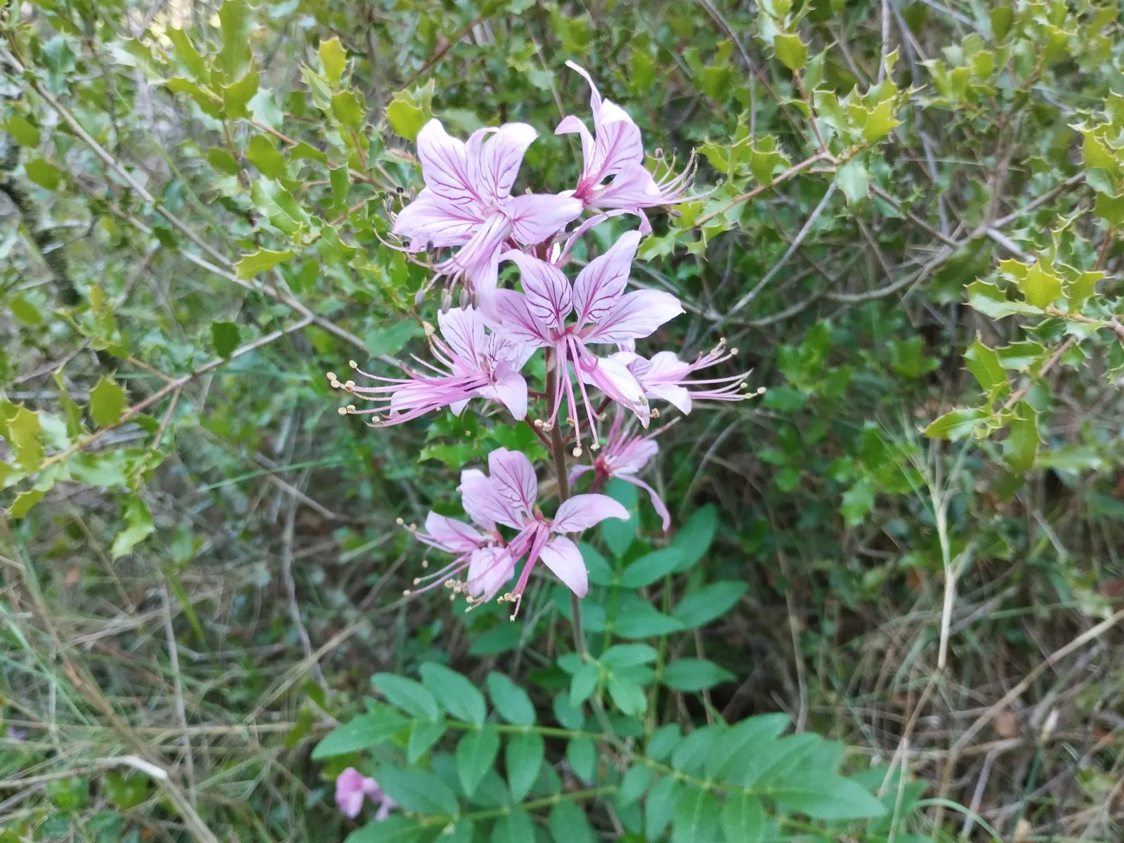 Gas Plant (Dictamnus Albus) — and largely unaffected by pests or diseases; reaching a mature height of 2 to 4 feet and spreading up to 2 feet wide