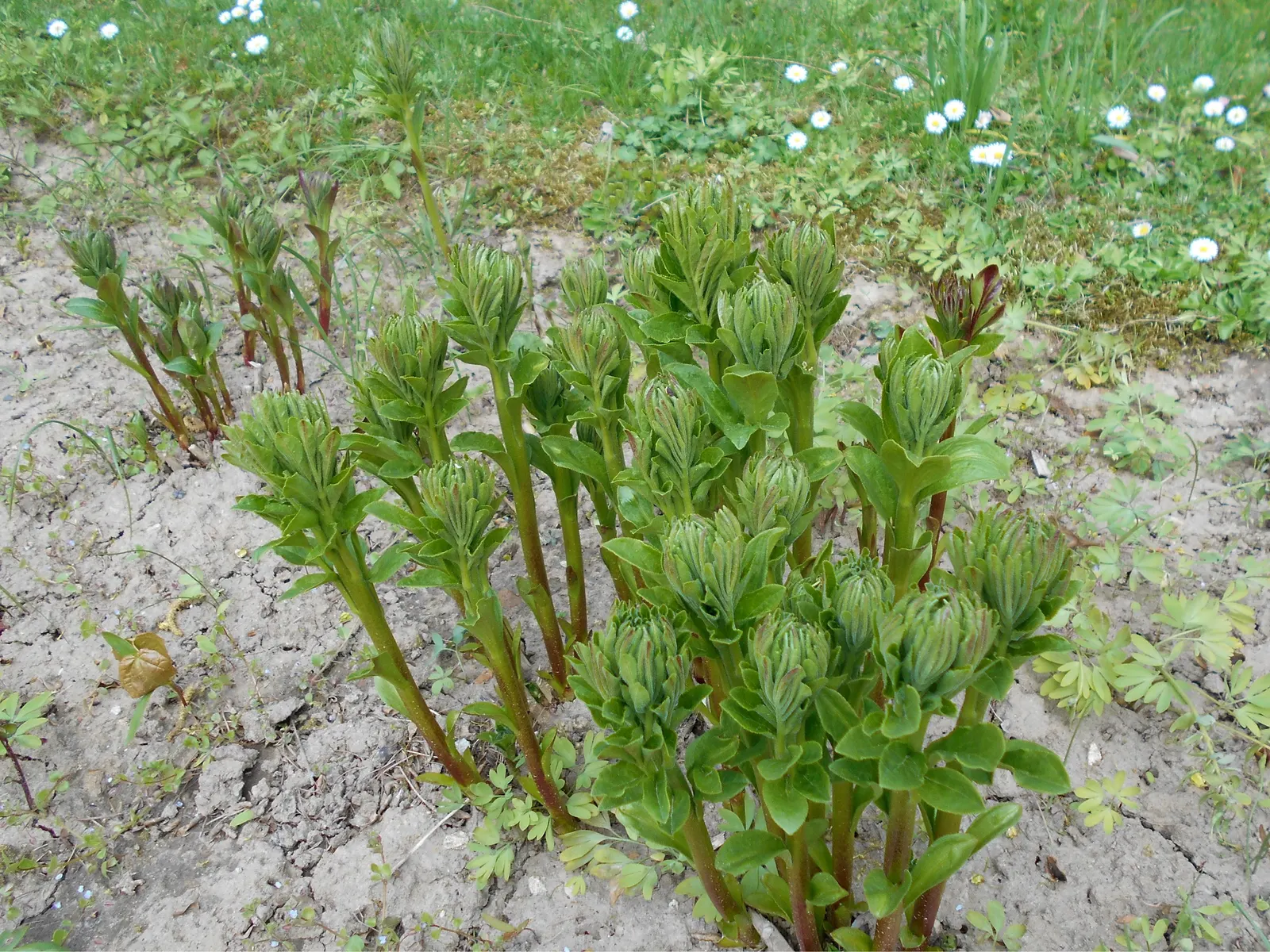 Gas Plant (Dictamnus Albus) — the Gas Plant produces striking