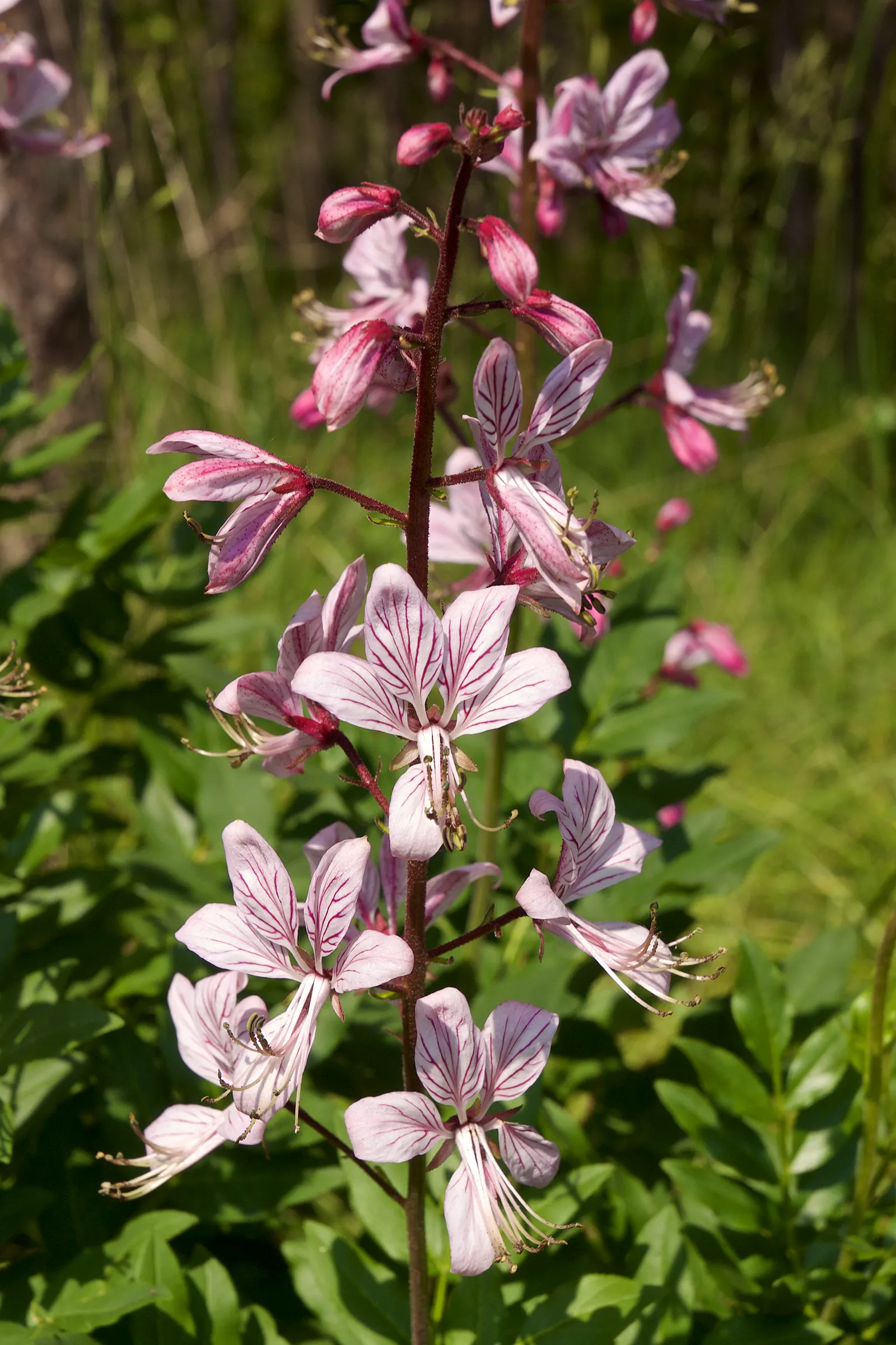 Gas Plant (Dictamnus Albus) — perennial with pink and white blooms