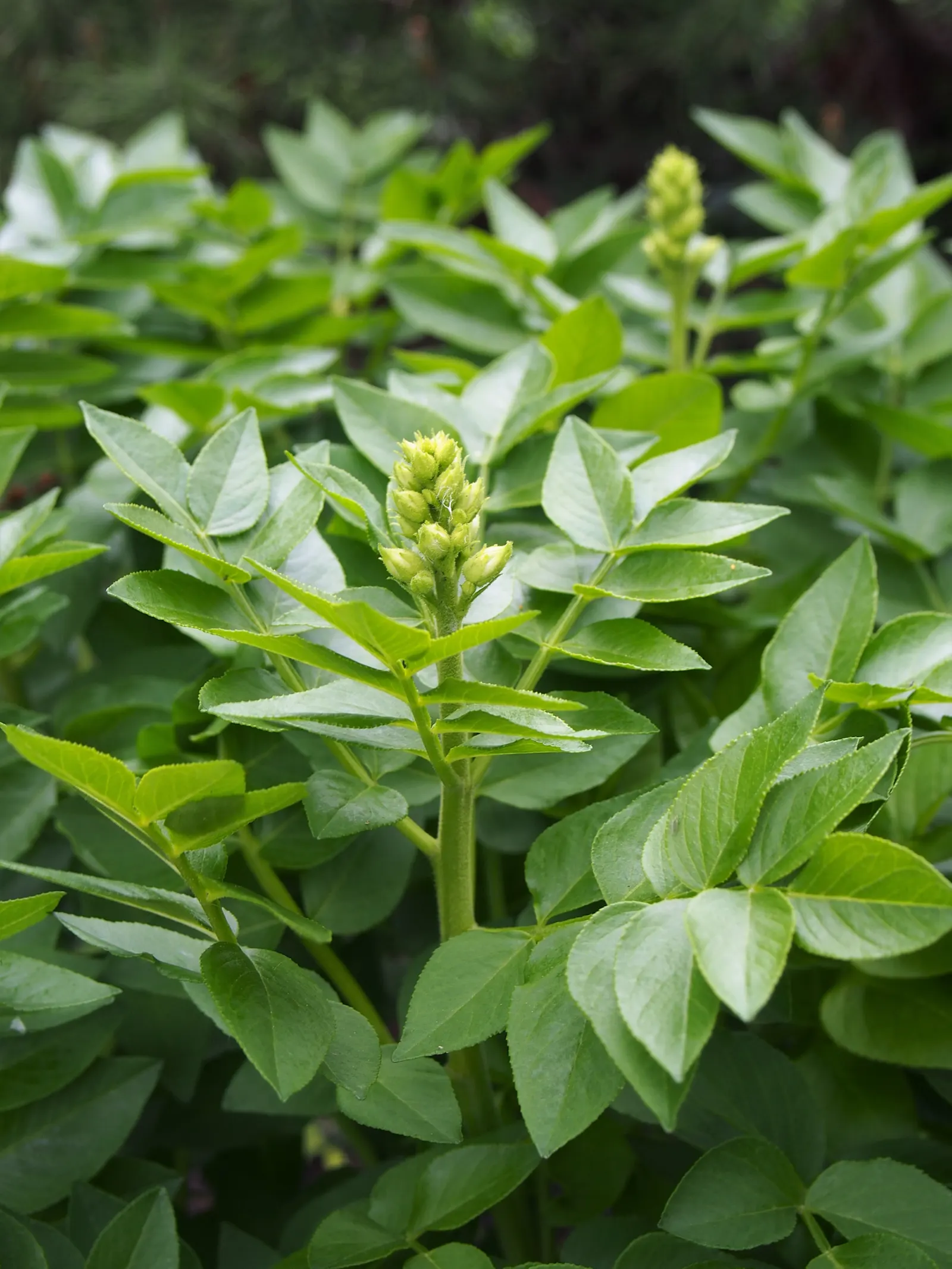 Gas Plant (Dictamnus Albus) — neutral to slightly alkaline soils
