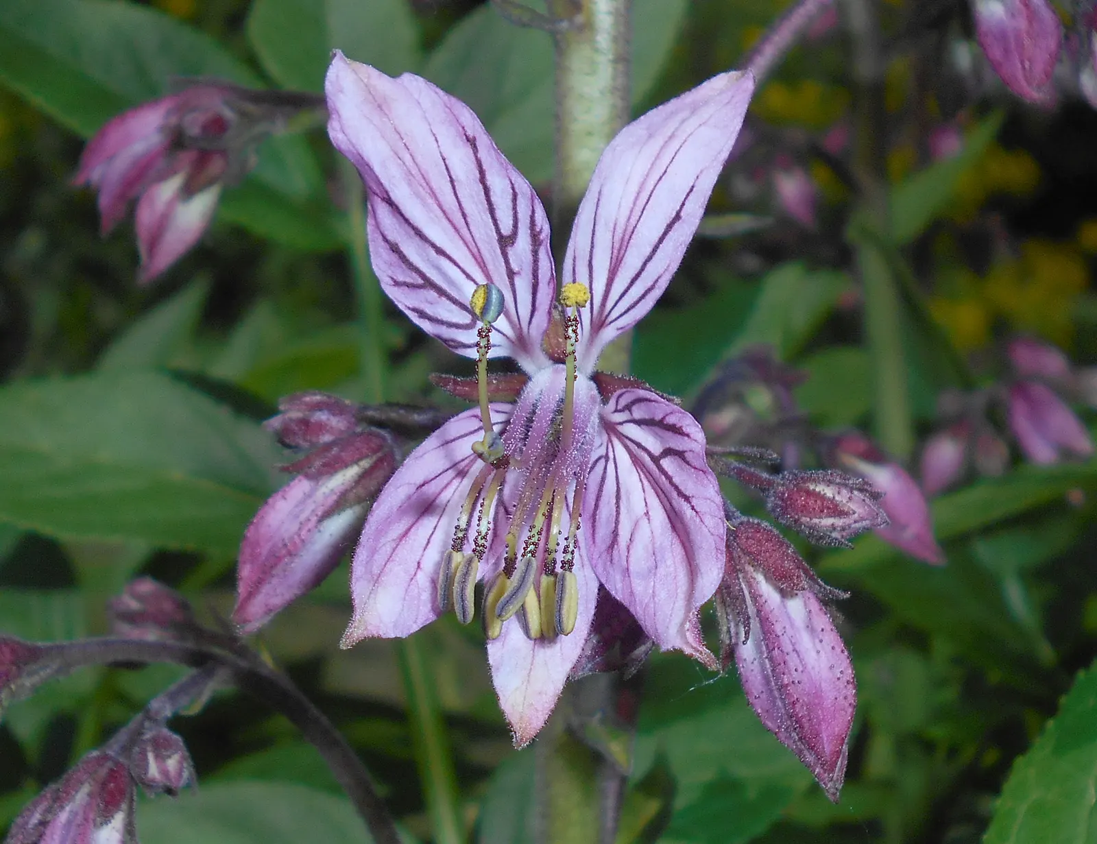 Gas Plant (Dictamnus Albus) — pink and white flowers in the garden