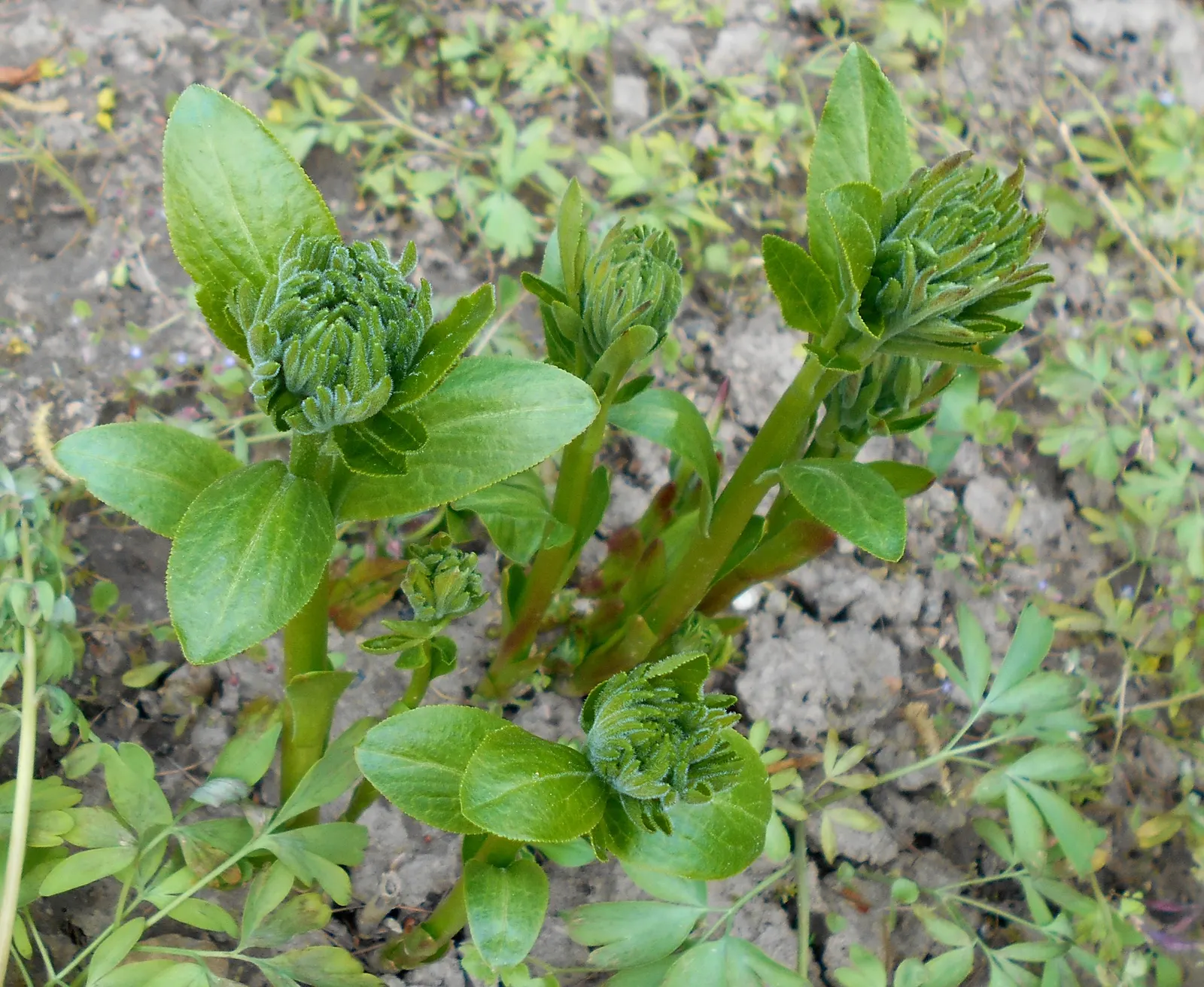 Gas Plant (Dictamnus Albus) — away from open flames and areas of high-use during evening hours