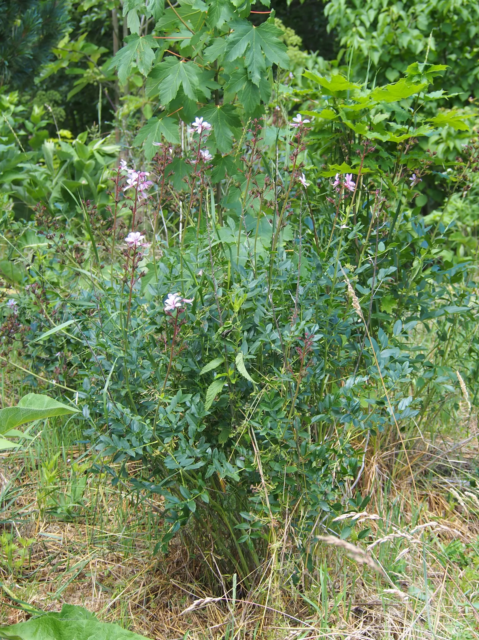 Gas Plant (Dictamnus Albus) — is a unique perennial shrub renowned for its spectacular display and rare natural phenomenon; the leaves can span 3, image 67