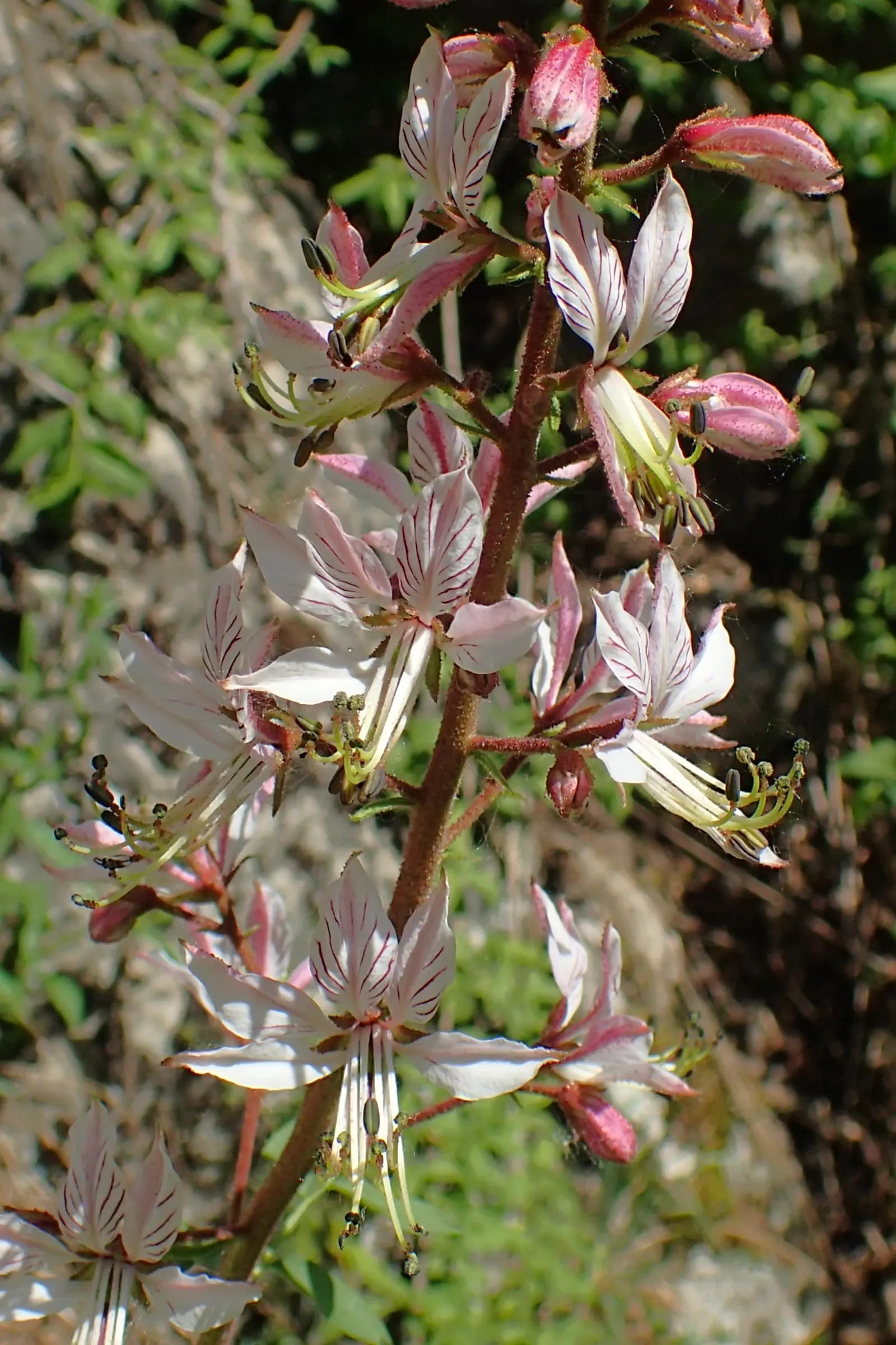 Gas Plant (Dictamnus Albus) — These blossoms are notably available in hues of white or pink with charming; adds a striking vertical element to borders or
