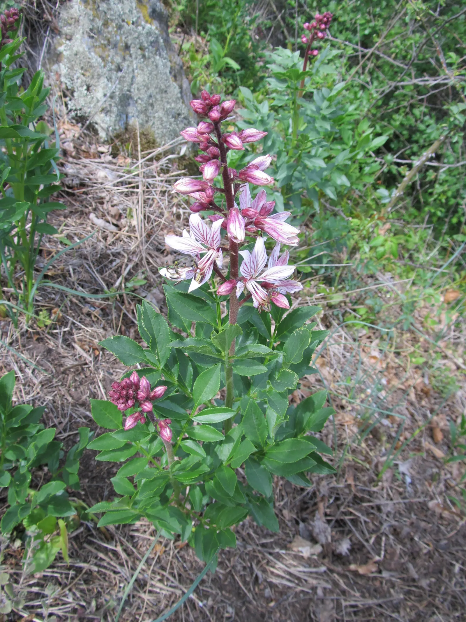 Gas Plant (Dictamnus Albus) — It showcases spikes of fragrant white or pink flowers in late spring to early summer; this characteristic should be, image 63