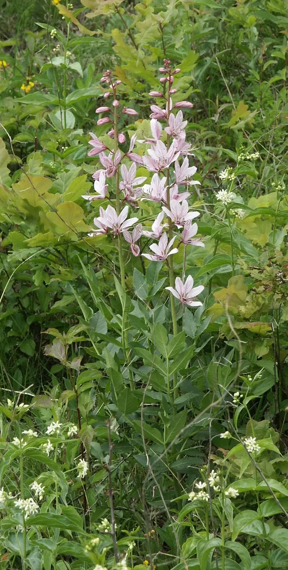 Gas Plant (Dictamnus Albus) — which can reach lengths of 6 to 12 inches; pink and white flowers in the garden, image 73