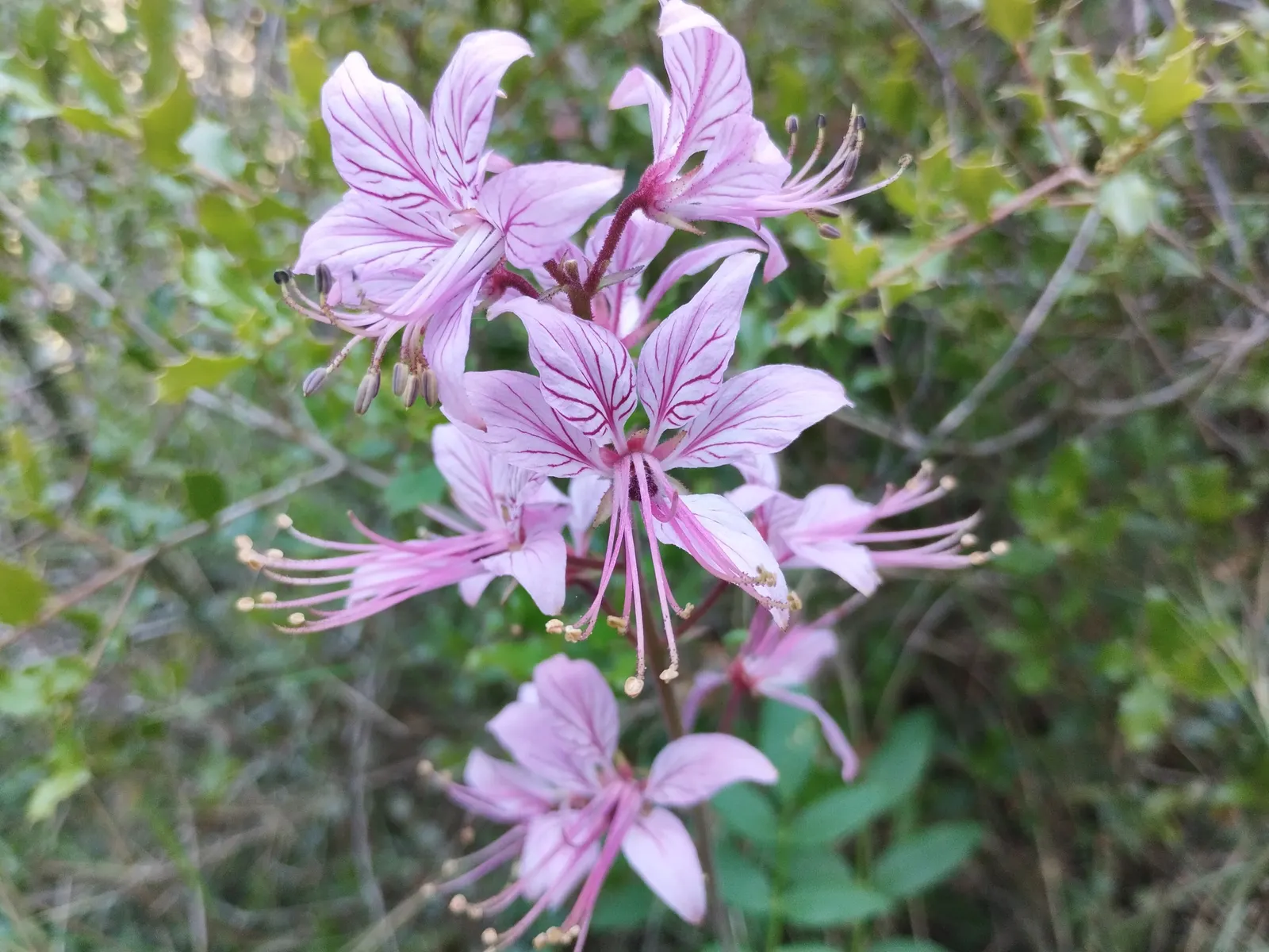 Gas Plant (Dictamnus Albus) — long-lasting blooms that create an alluring display amidst its glossy green; spike-like clusters (racemes) of flowers