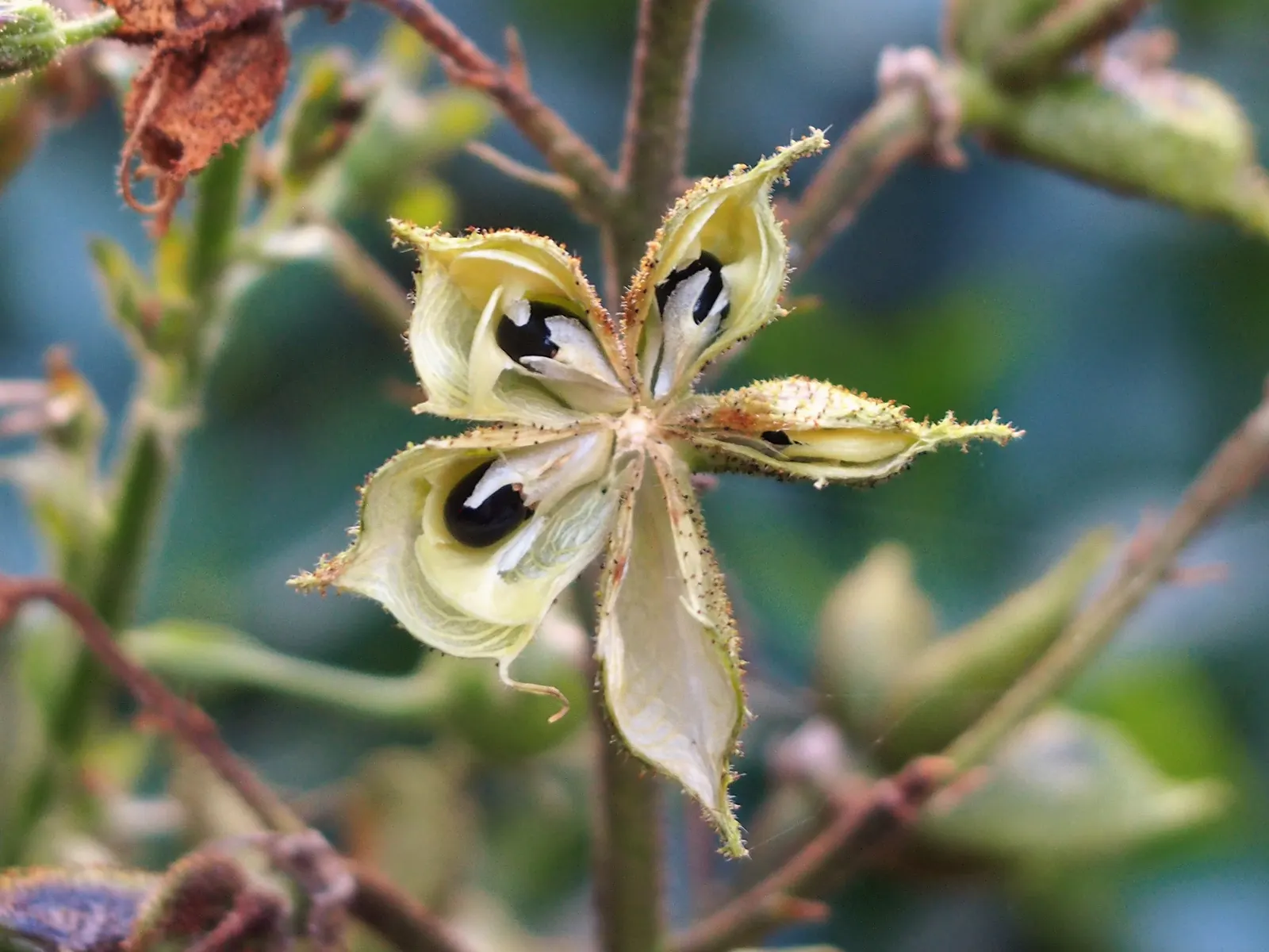Gas Plant (Dictamnus Albus) — spike-like clusters (racemes) of flowers; dictamnus albus is low-maintenance, image 72