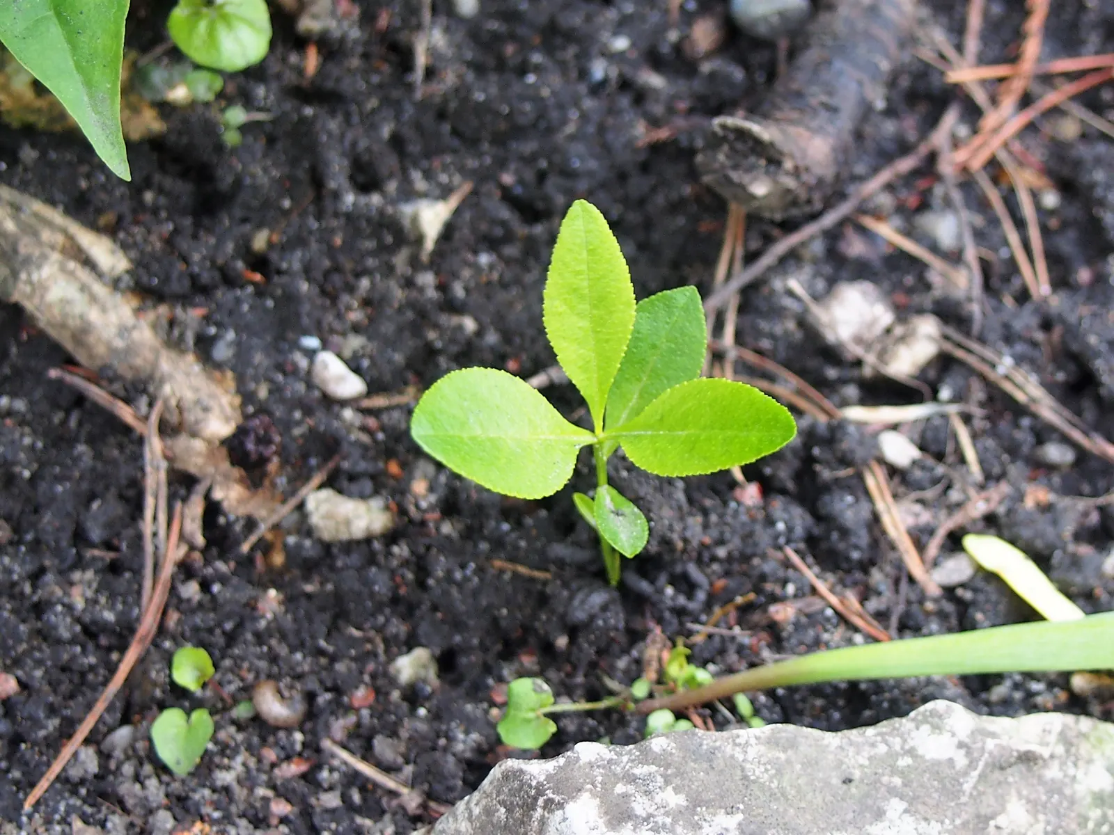 Gas Plant (Dictamnus Albus) — this characteristic should be considered with caution in the landscape design