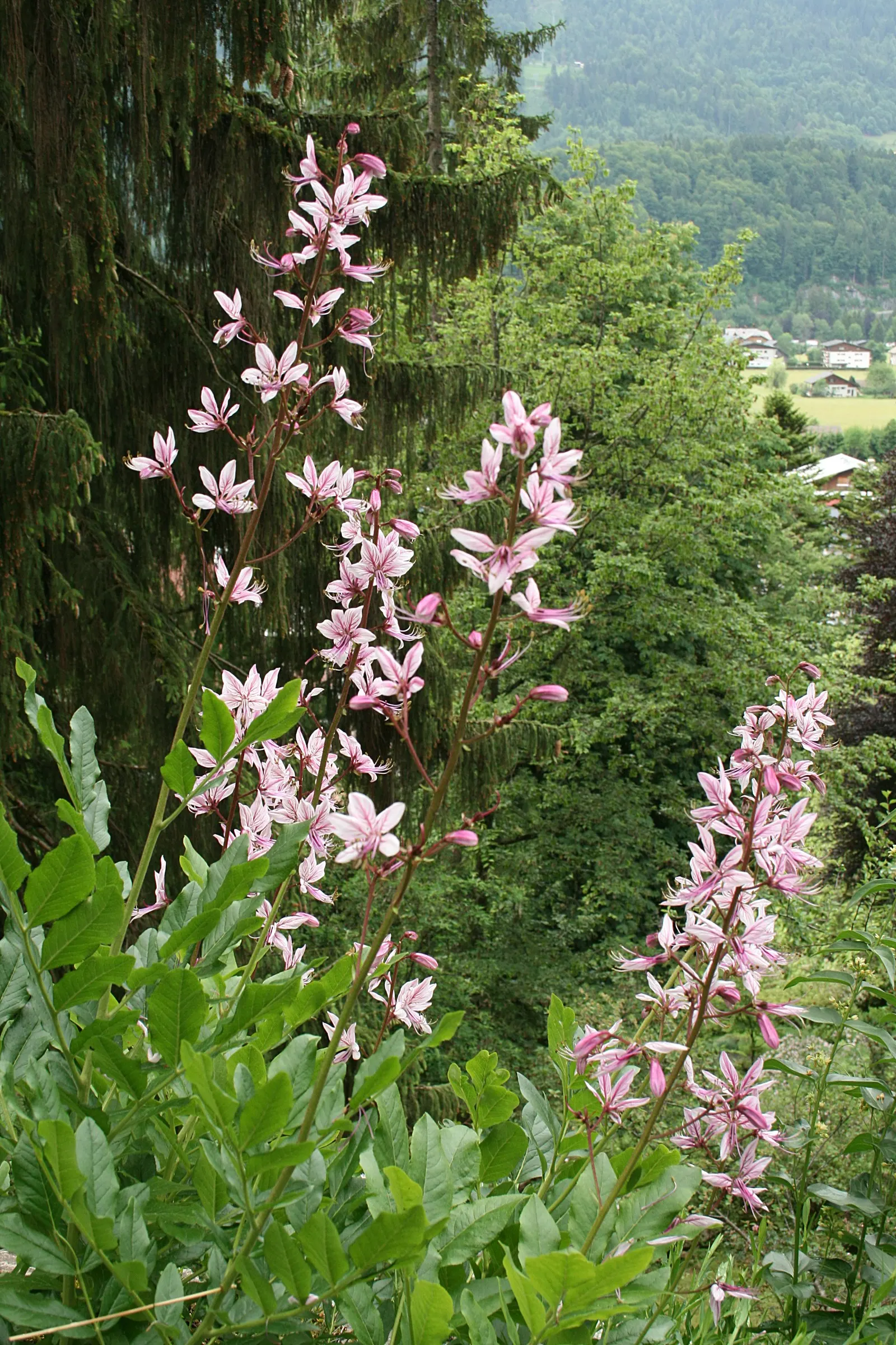 Gas Plant (Dictamnus Albus) — is a perennial herb known for its unique ability to exude a flammable gas on warm evenings
