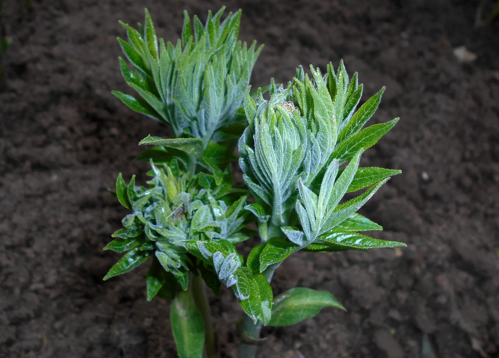 Gas Plant (Dictamnus Albus) — perennial with pink and white blooms; neutral to slightly alkaline soils