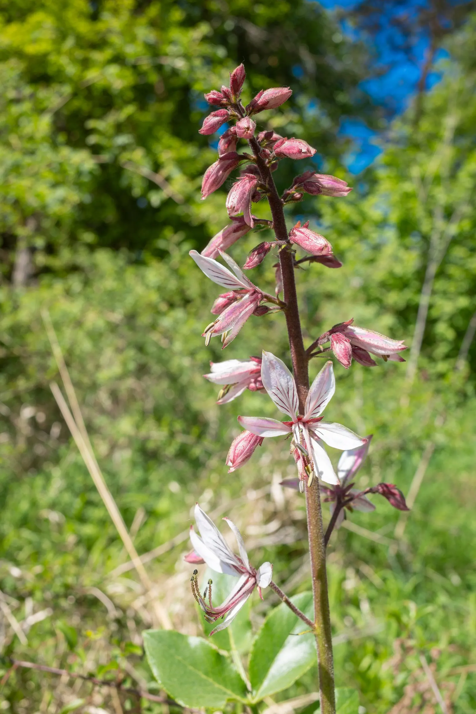 Gas Plant (Dictamnus Albus) — Grows to 2-4 ft tall and wide, preferring full sun to part shade and well-drained soil; the Gas Plant produces, image 62