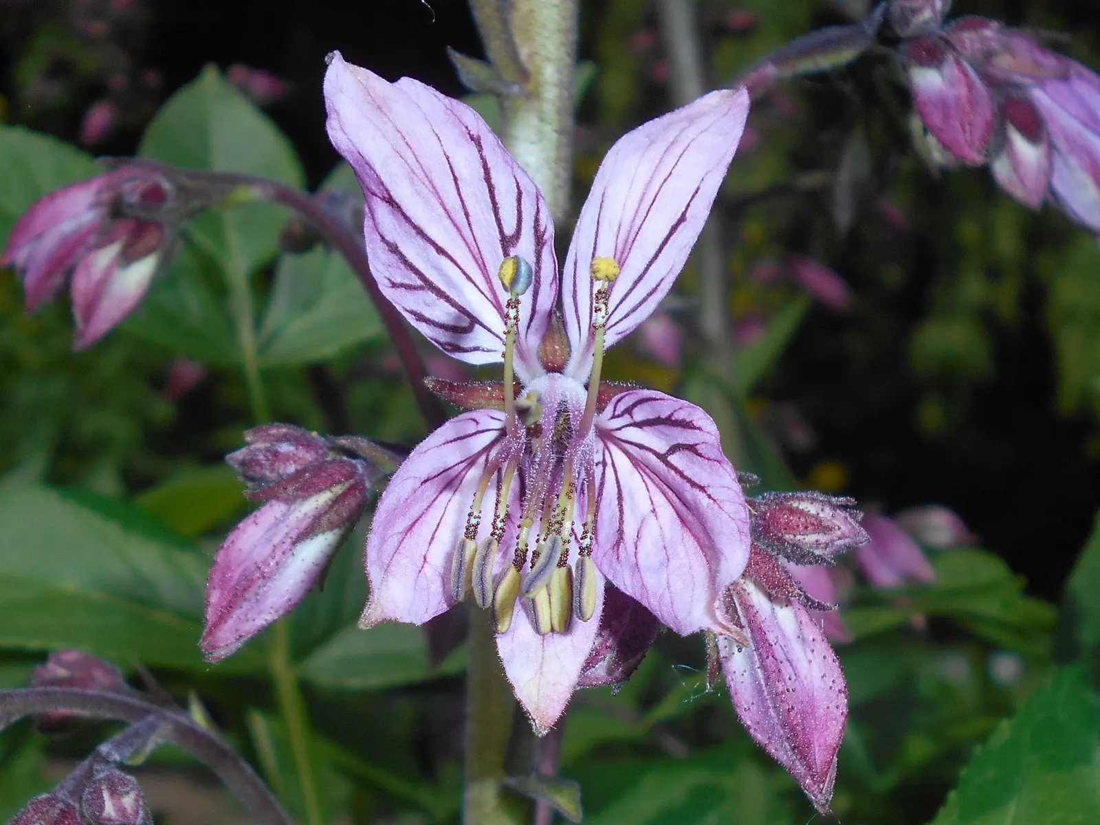 Gas Plant (Dictamnus Albus) — as the oils can also cause skin irritation.<br><br>Preferring well-drained; with a moderate growth rate