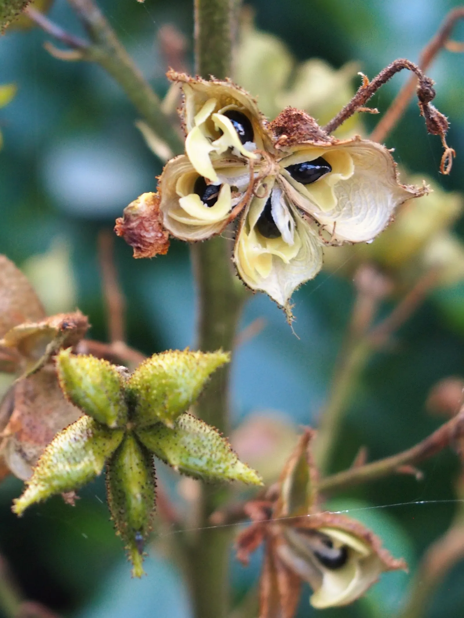 Gas Plant (Dictamnus Albus) — With a moderate growth rate; is a unique perennial shrub renowned for its spectacular display and rare natural, image 70
