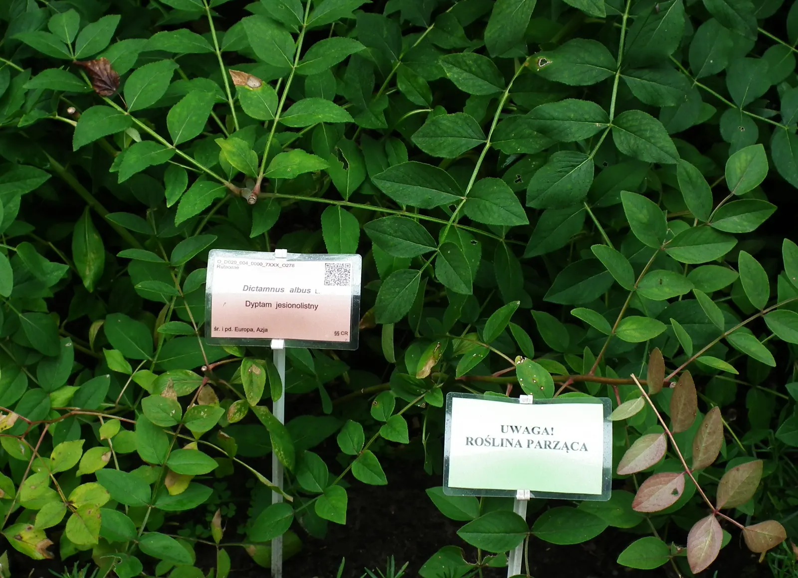Gas Plant (Dictamnus Albus) — Adds a striking vertical element to borders or cottage gardens; grows to 2-4 ft tall and wide, preferring full sun to part shade
