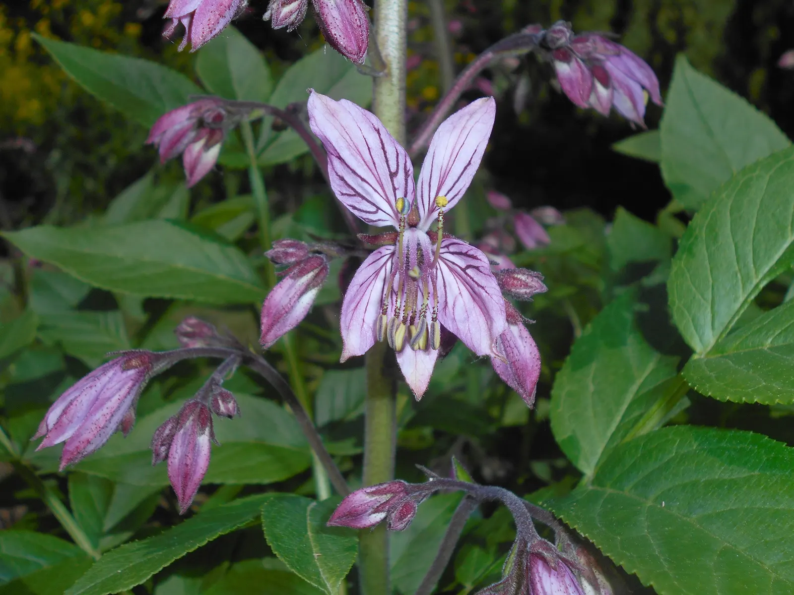 Gas Plant (Dictamnus Albus) — perennial for full; away from open flames and areas of high-use during evening hours