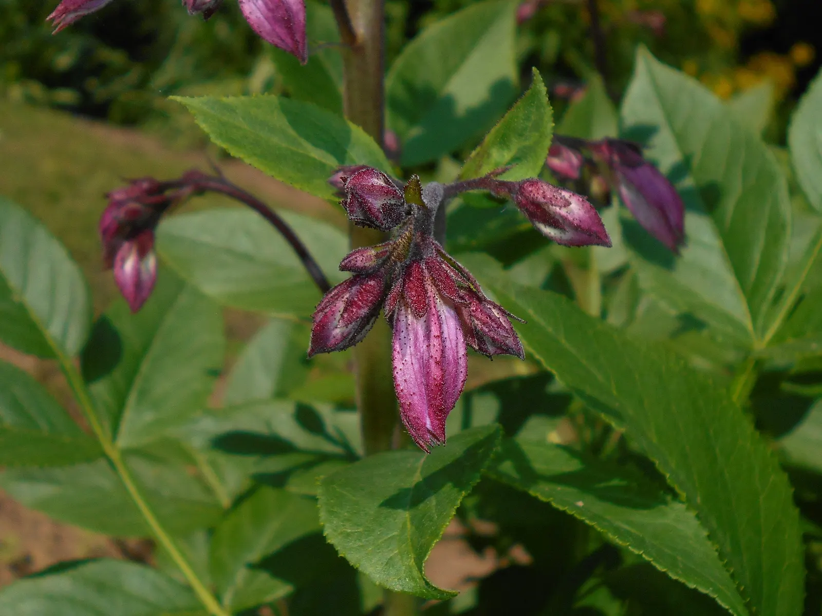 Gas Plant (Dictamnus Albus) — this captivating specimen requires an allocated space in full sun to part shade to truly flourish
