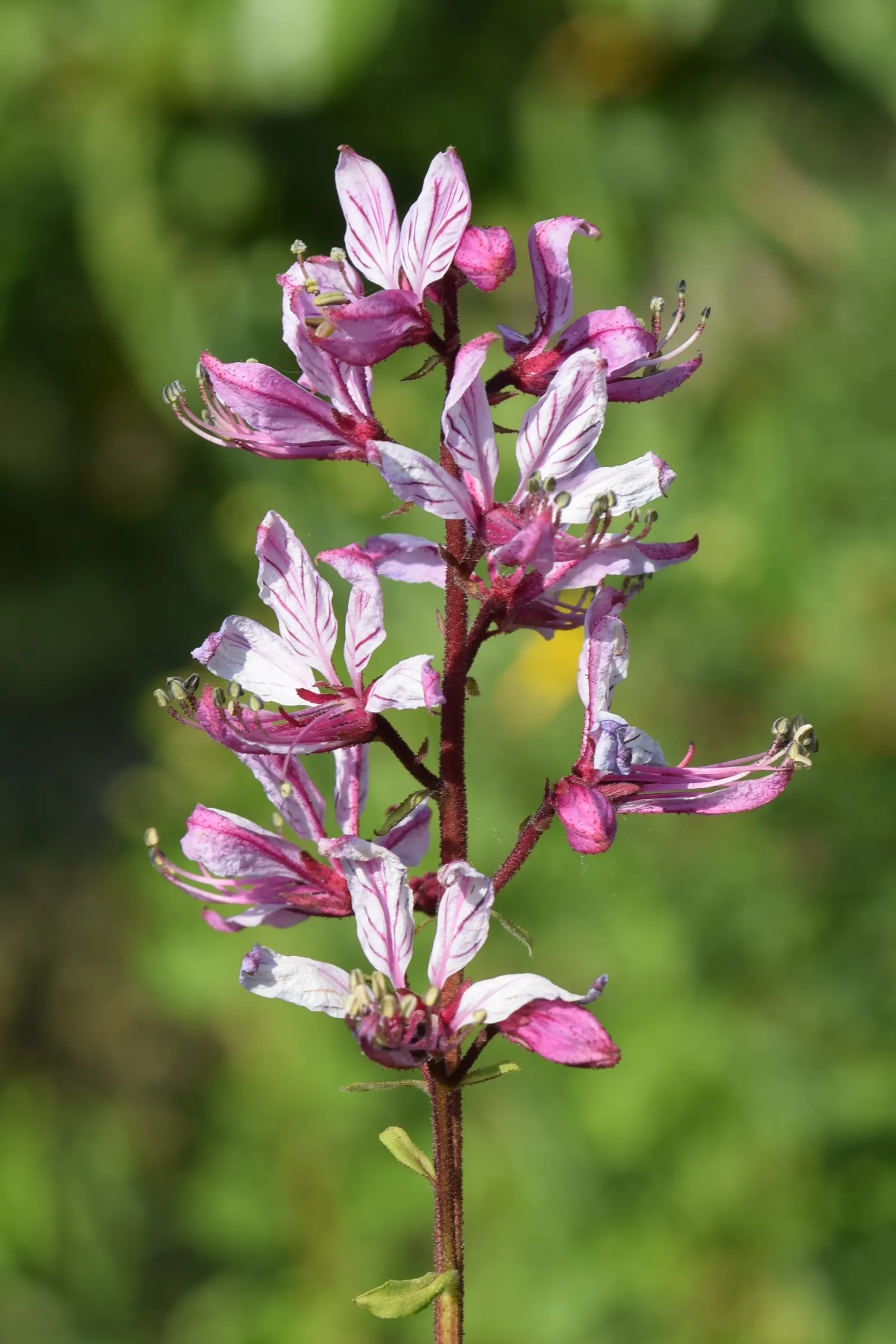 Gas Plant (Dictamnus Albus) — is a unique perennial shrub renowned for its spectacular display and rare natural phenomenon; the leaves can span 3 to 5 inches