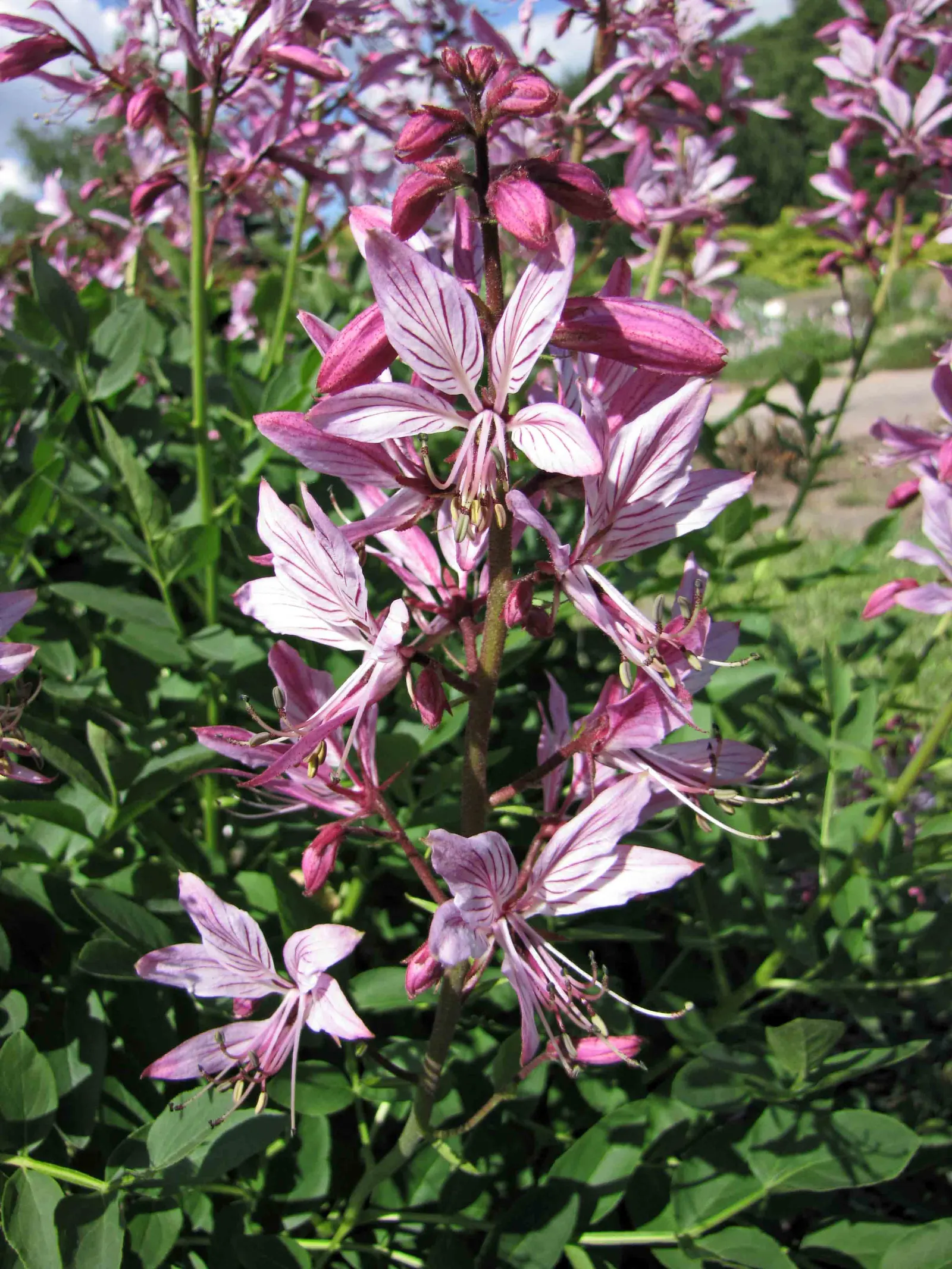 Gas Plant (Dictamnus Albus) — which can ignite when brought near a flame; the latter being a unique conversational feature yet requiring mindful placement in