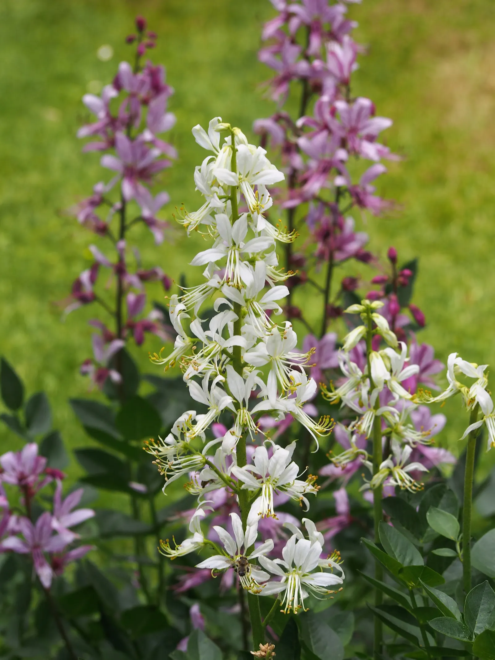 Gas Plant (Dictamnus Albus) — Adds a striking vertical element to borders or cottage gardens; grows to 2-4 ft tall and wide, preferring full sun to, image 65