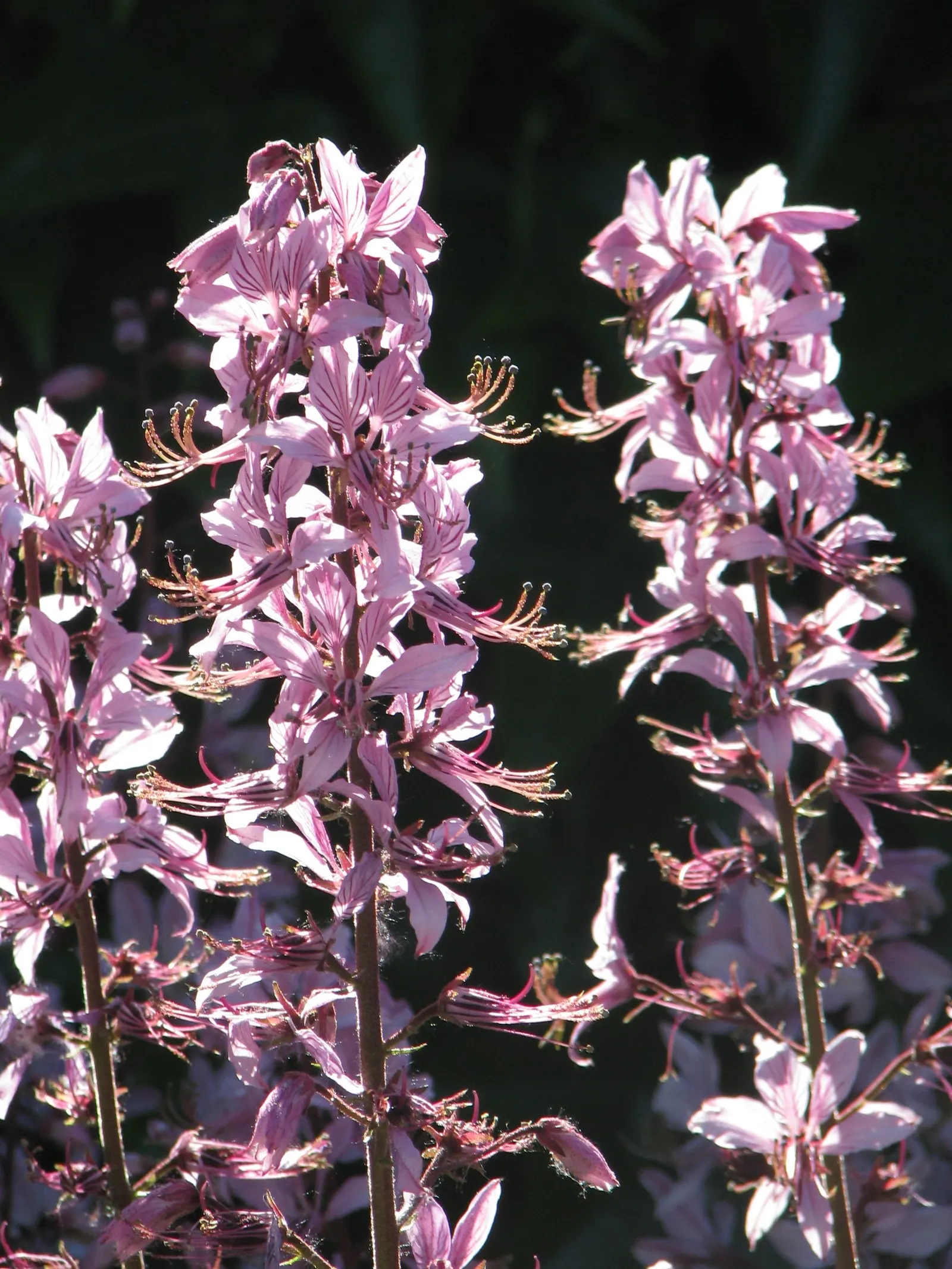 Gas Plant (Dictamnus Albus) — this captivating specimen requires an allocated space in full sun to part shade to truly flourish; perennial for full
