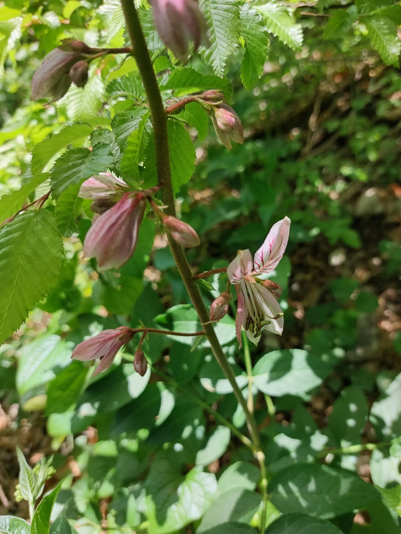 Gas Plant (Dictamnus Albus) — ensure they are aware of the potential skin irritants and the flammable nature of the oils; drought-resistant once established
