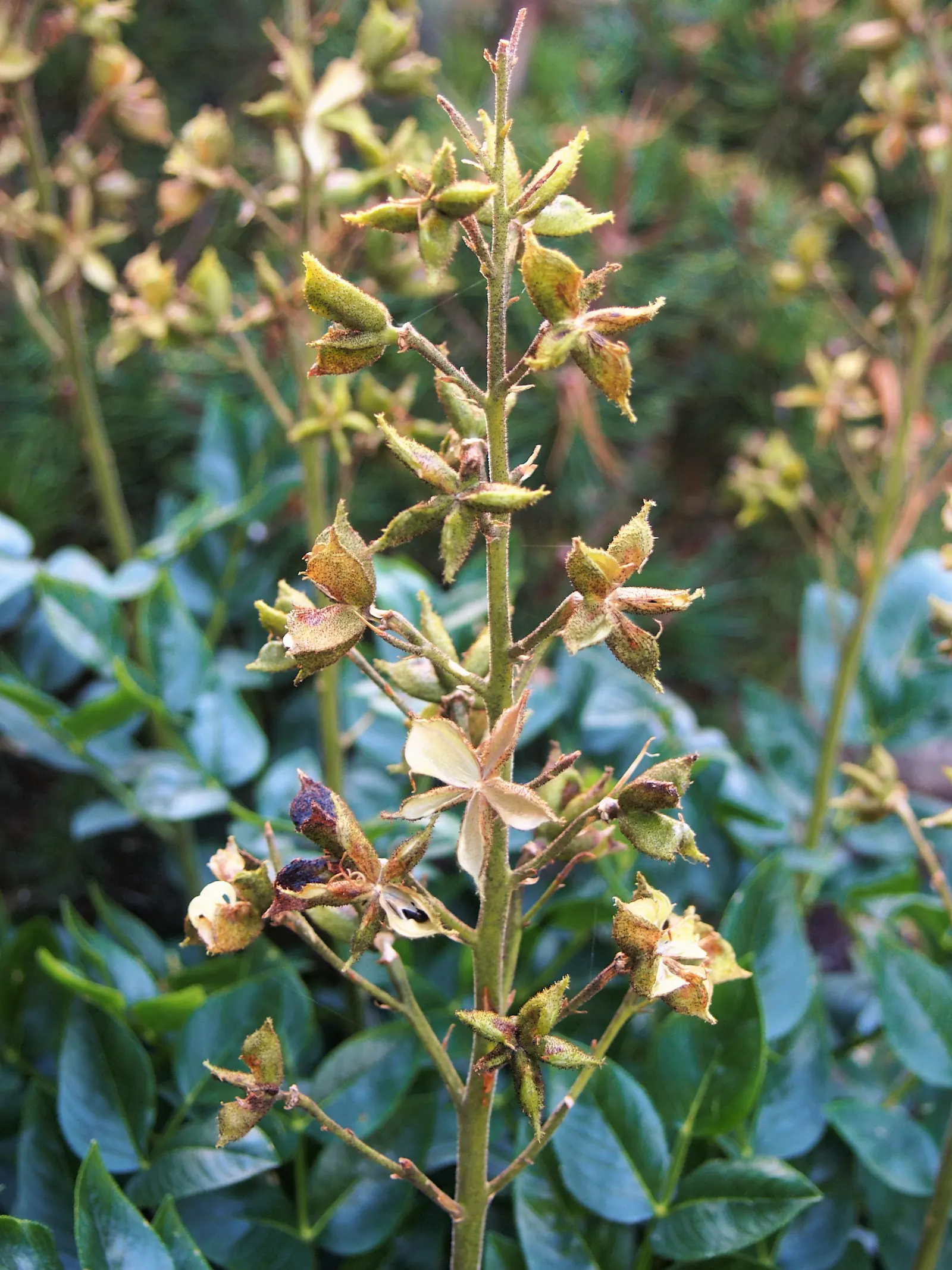 Gas Plant (Dictamnus Albus) — Caution advised due to its toxic nature and potential skin irritation; ensure they are aware of the potential skin irritants and