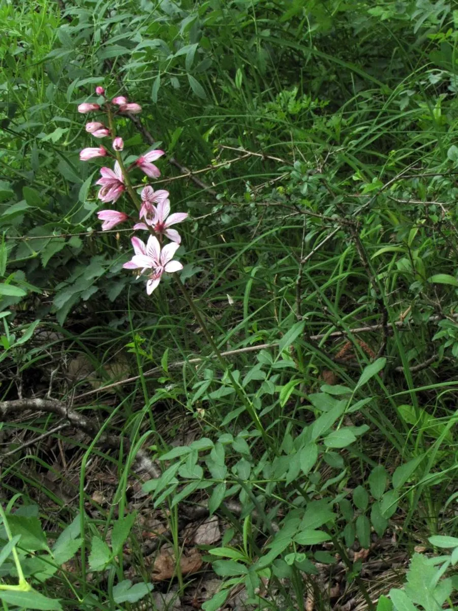 Gas Plant (Dictamnus Albus) — spike-like clusters (racemes) of flowers; dictamnus albus is low-maintenance