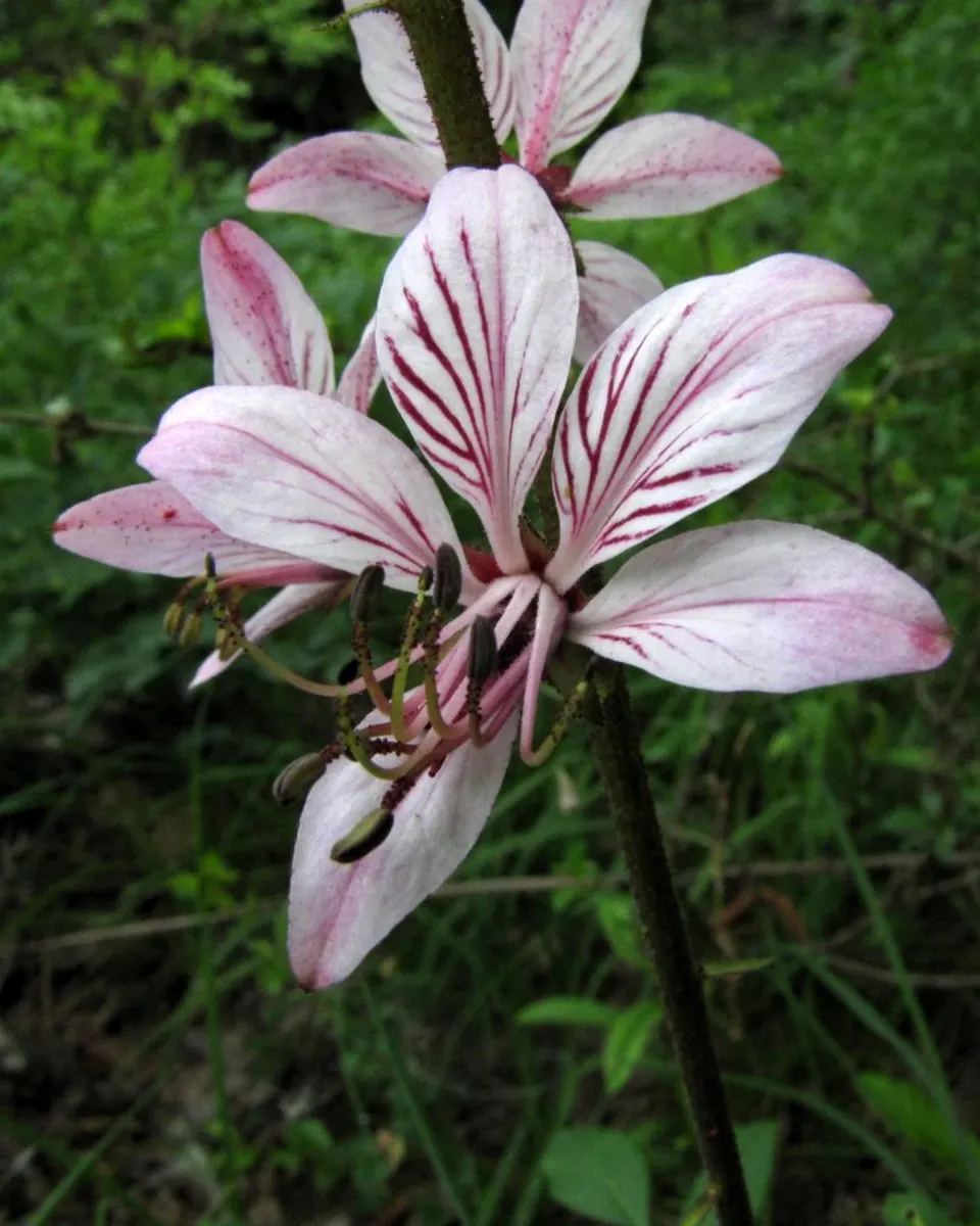 Gas Plant (Dictamnus Albus) — drought-resistant once established