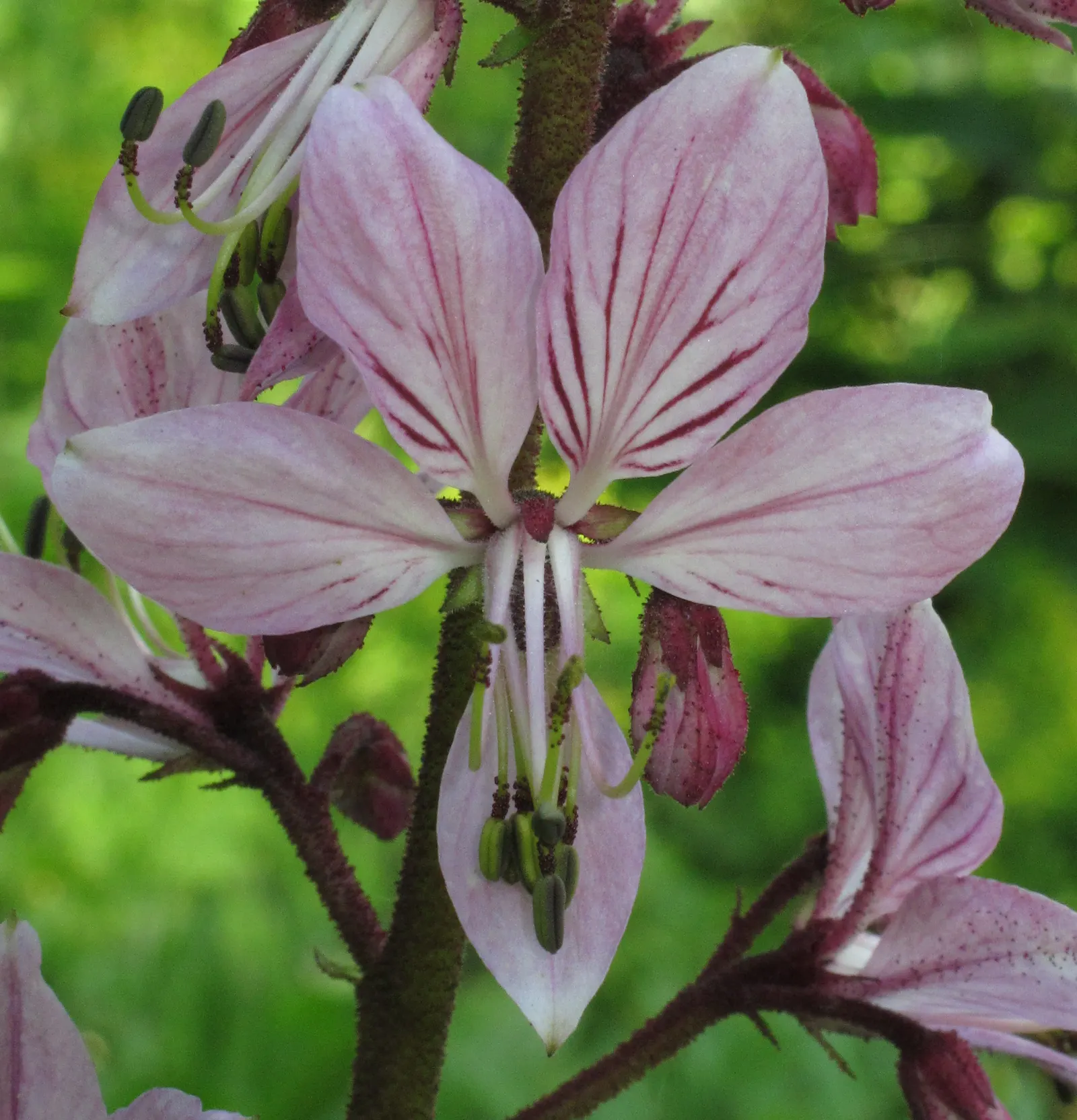 Gas Plant (Dictamnus Albus) — perennial for full