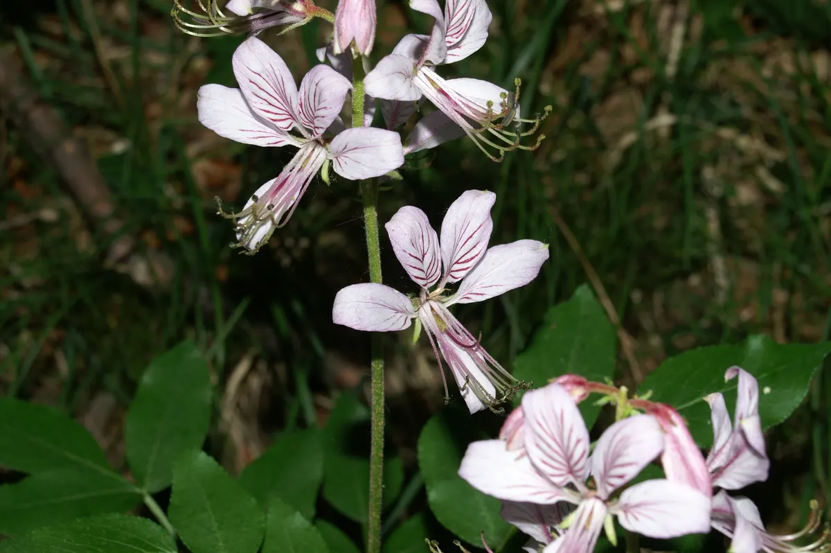 Gas Plant (Dictamnus Albus) — Reaching a mature height of 2 to 4 feet and spreading up to 2 feet wide; and largely unaffected by pests or diseases, image 68
