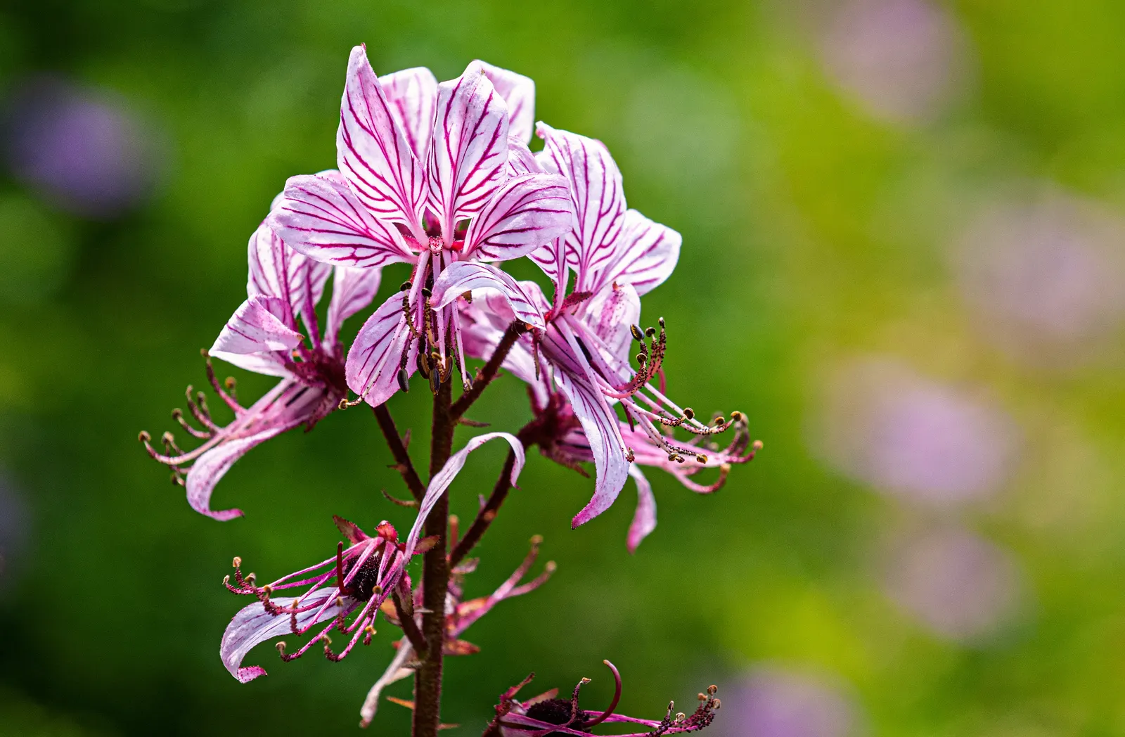 Gas Plant (Dictamnus Albus) — Dictamnus albus is low-maintenance; its upright habit and resistance to deer make it an excellent choice for borders or as a