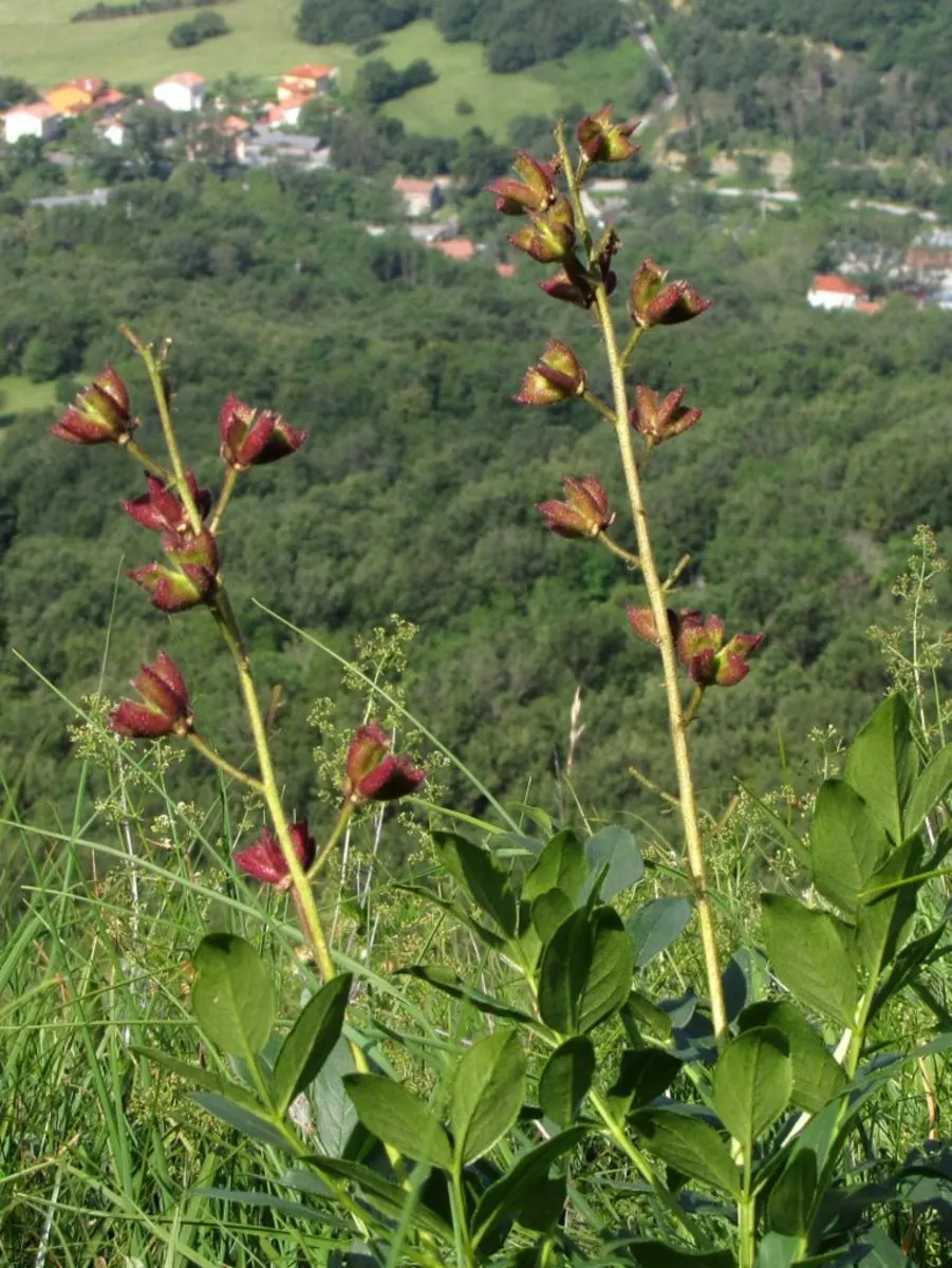 Gas Plant (Dictamnus Albus) — as the oils can also cause skin irritation.<br><br>Preferring well-drained