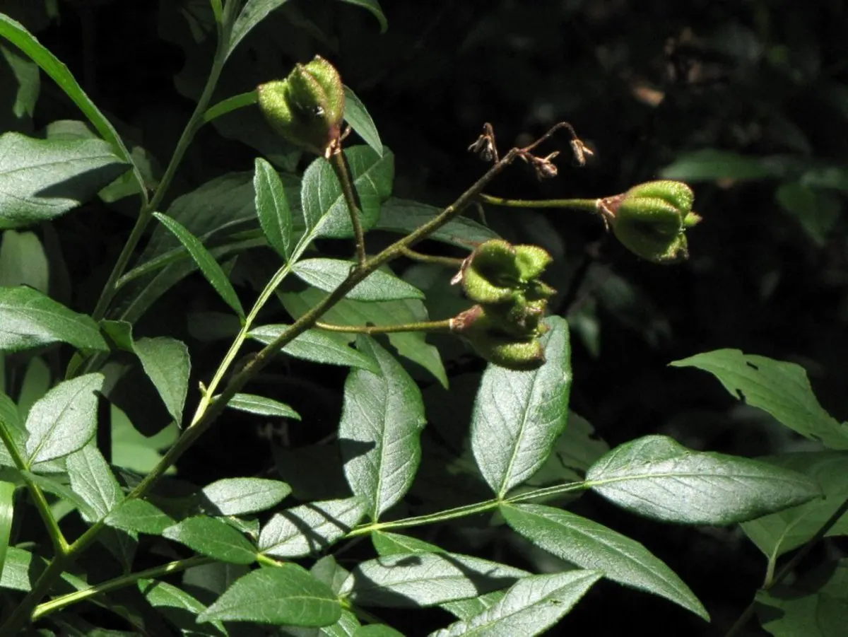Gas Plant (Dictamnus Albus) — the latter being a unique conversational feature yet requiring mindful placement in the garden