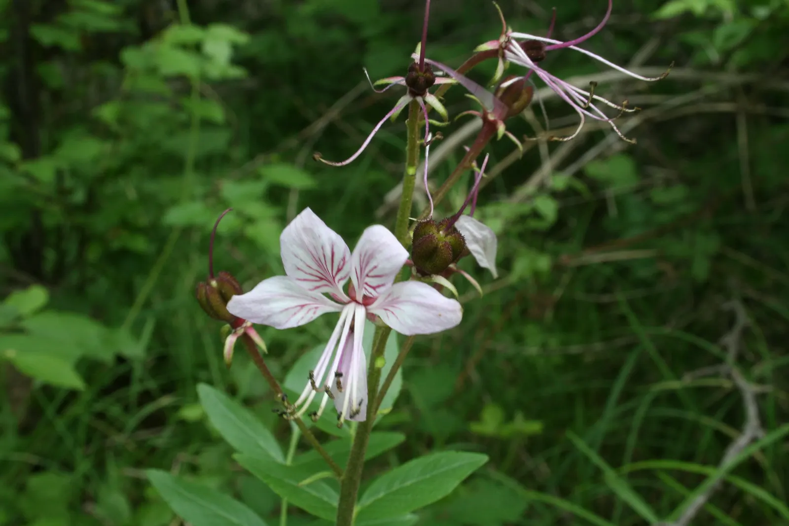 Gas Plant (Dictamnus Albus) — is a perennial herb known for its unique ability to exude a flammable gas on warm evenings; caution advised due to its toxic