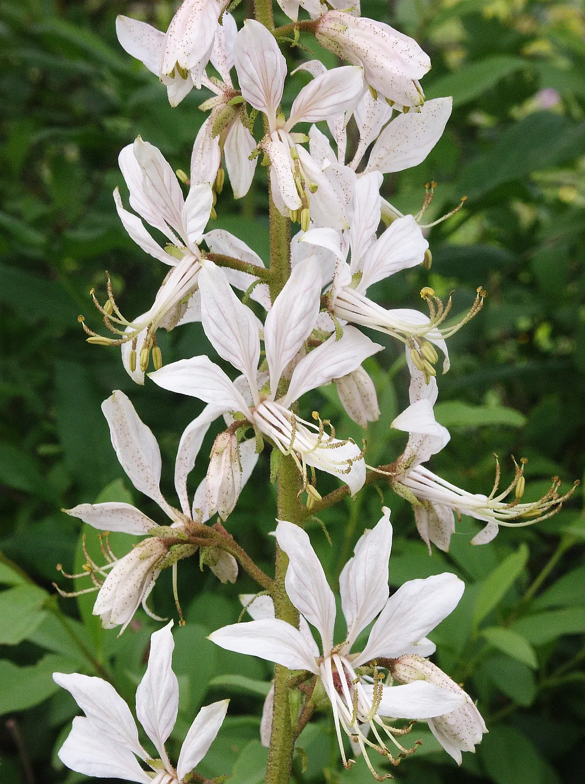 Gas Plant (Dictamnus Albus) — Its upright habit and resistance to deer make it an excellent choice for borders or as a specimen plant; long-lasting blooms that