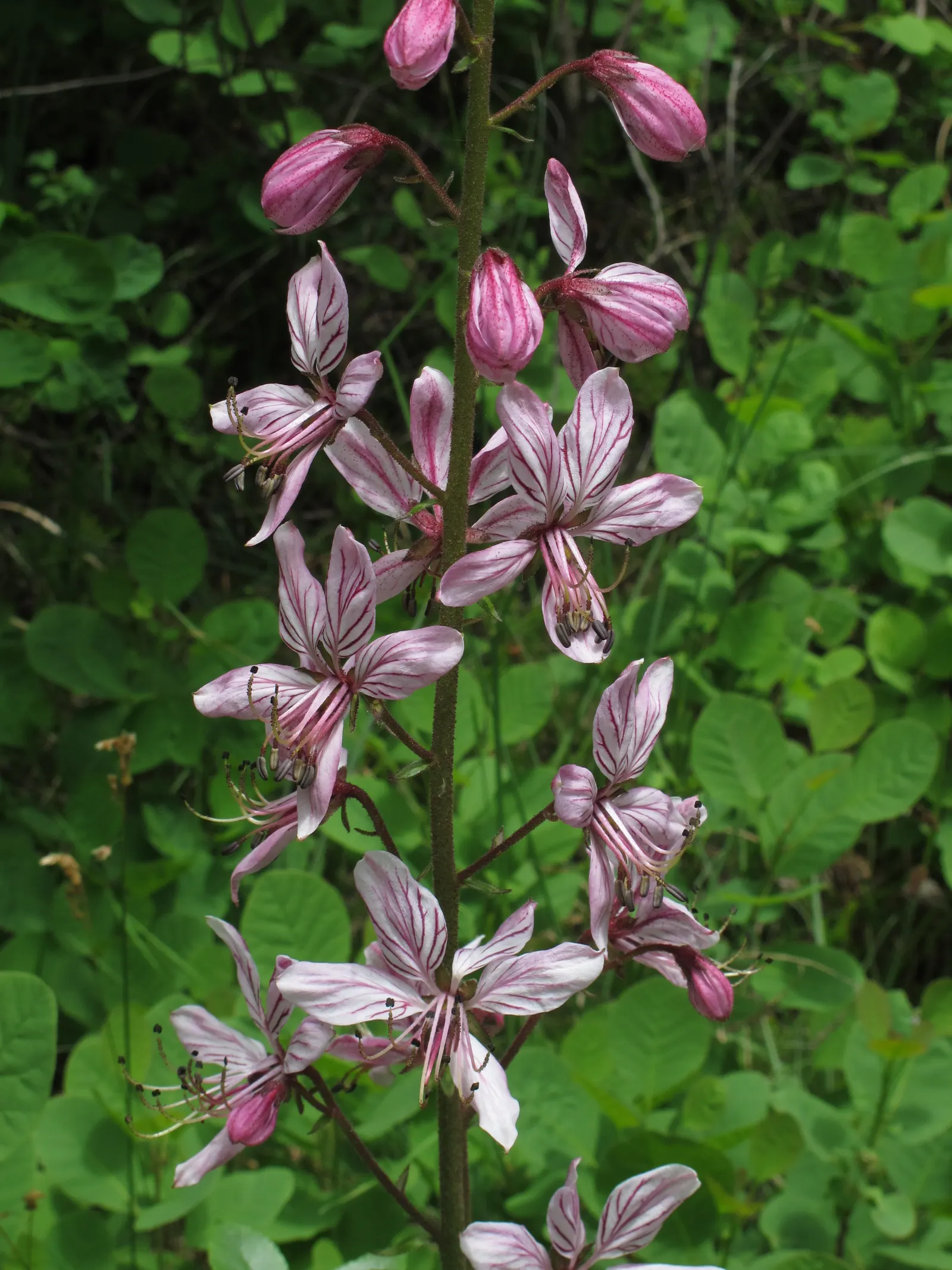 Gas Plant (Dictamnus Albus) — ensure they are aware of the potential skin irritants and the flammable nature of the oils