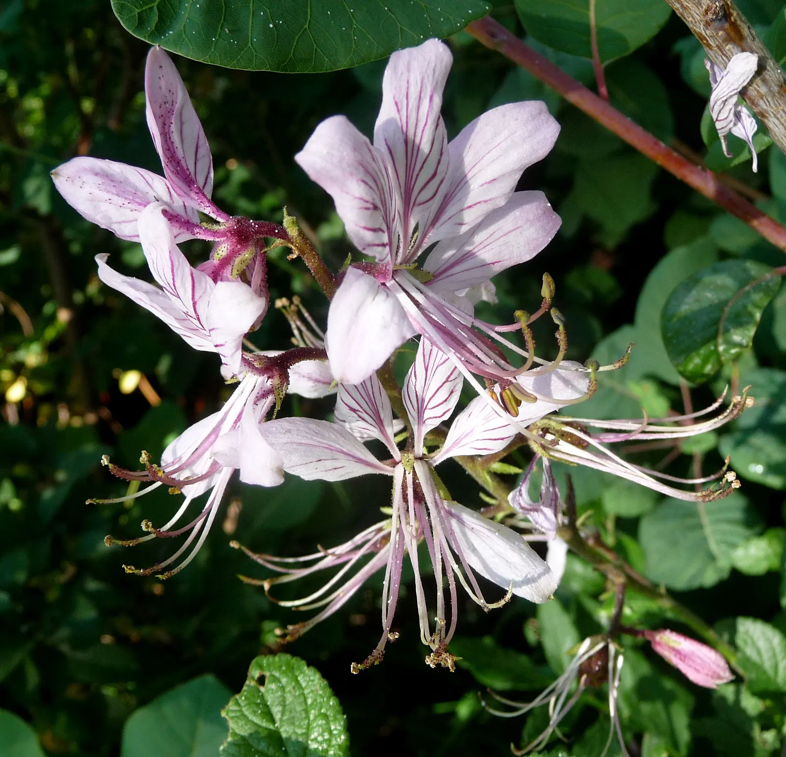 Gas Plant (Dictamnus Albus) — Caution advised due to its toxic nature and potential skin irritation