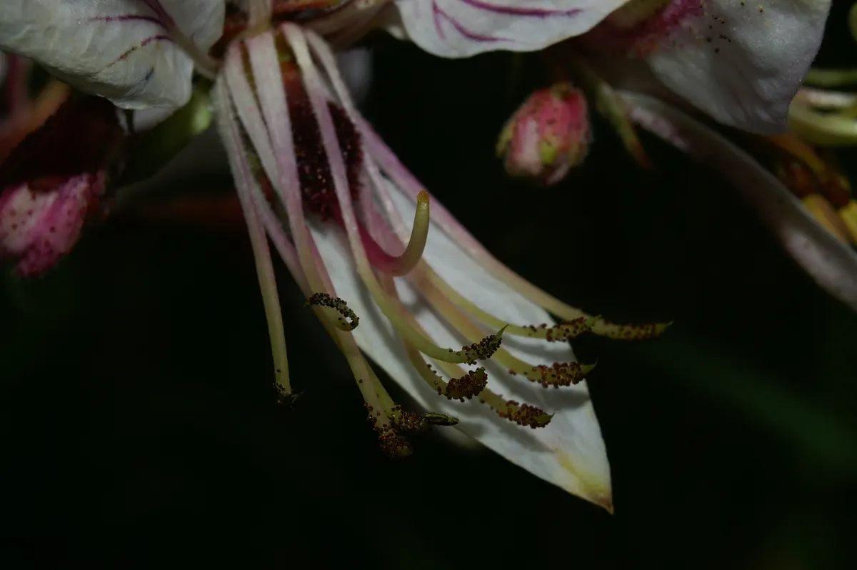 Gas Plant (Dictamnus Albus) — which can reach lengths of 6 to 12 inches