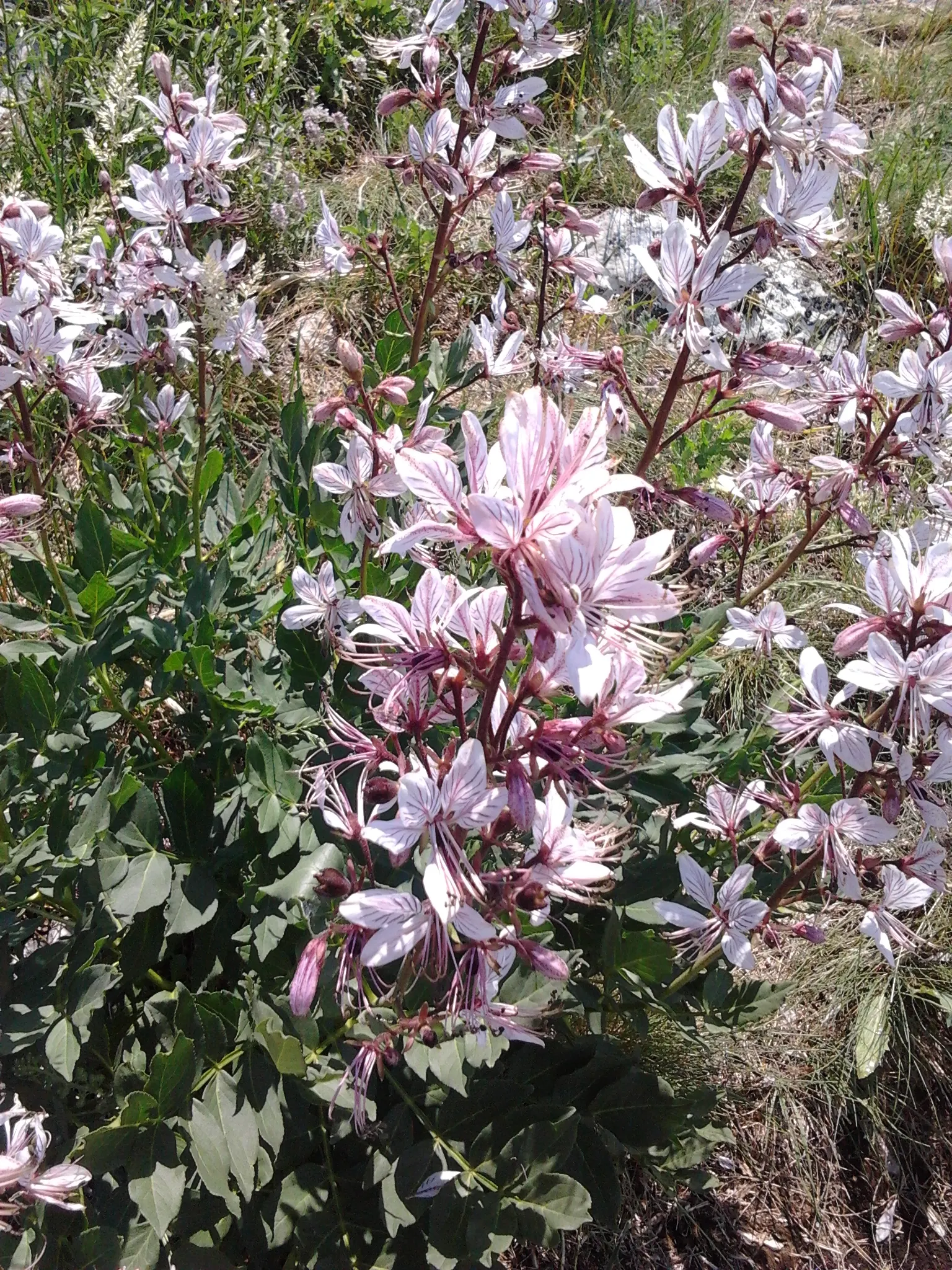 Gas Plant (Dictamnus Albus) — the Gas Plant produces striking; these blossoms are notably available in hues of white or pink with charming, image 71