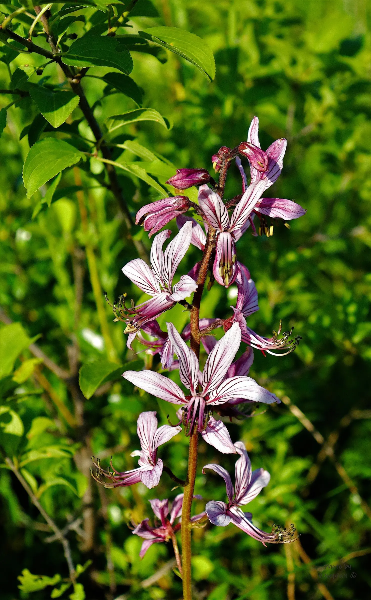 Gas Plant (Dictamnus Albus) — With a moderate growth rate; is a unique perennial shrub renowned for its spectacular display and rare natural phenomenon