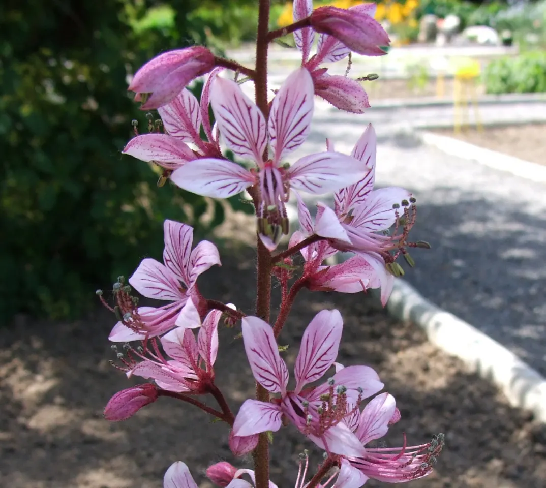 Gas Plant (Dictamnus Albus) — long-lasting blooms that create an alluring display amidst its glossy green; spike-like clusters (racemes) of flowers, image 75