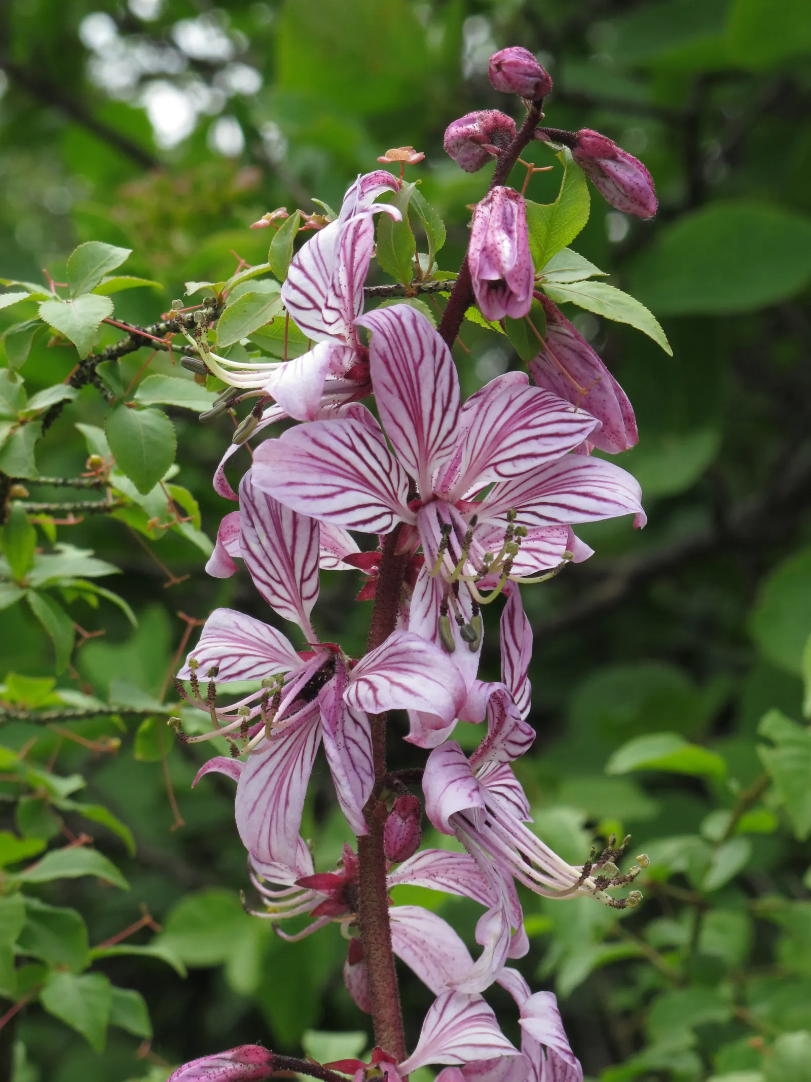 Gas Plant (Dictamnus Albus) — Its upright habit and resistance to deer make it an excellent choice for borders or as a specimen plant