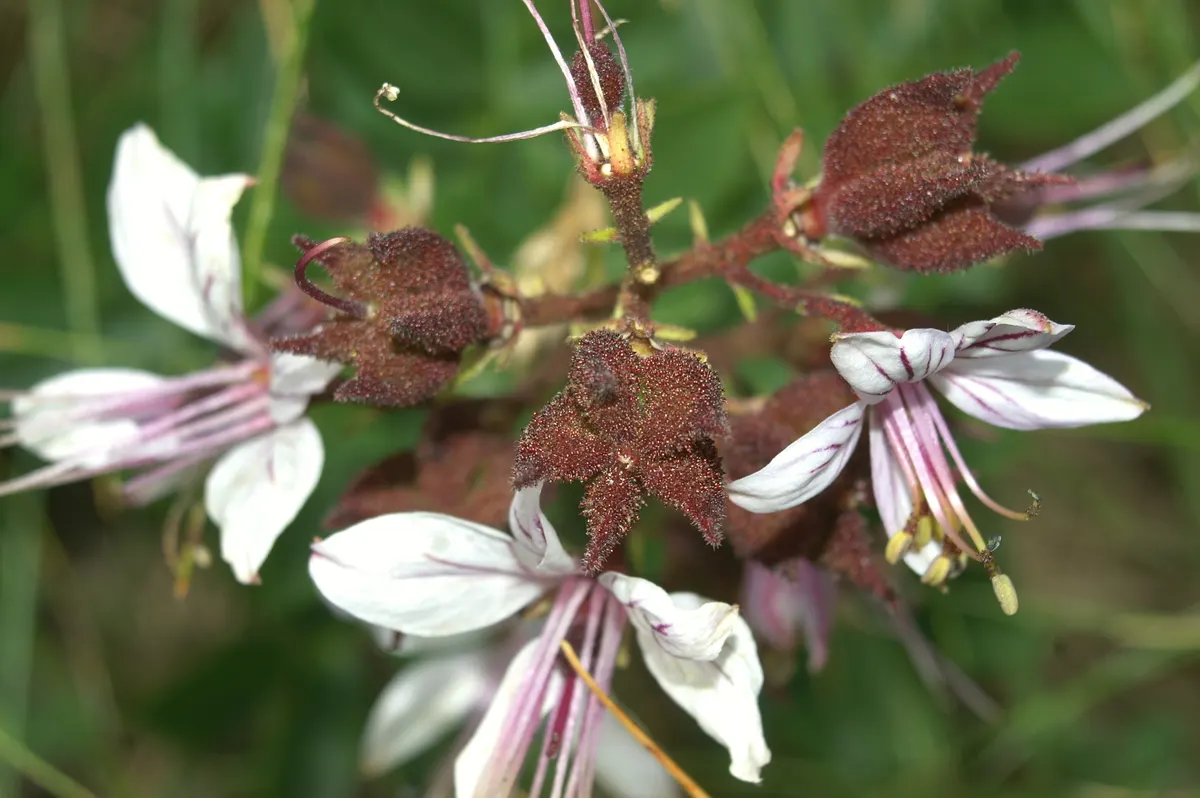 Gas Plant (Dictamnus Albus) — is a unique perennial shrub renowned for its spectacular display and rare natural phenomenon