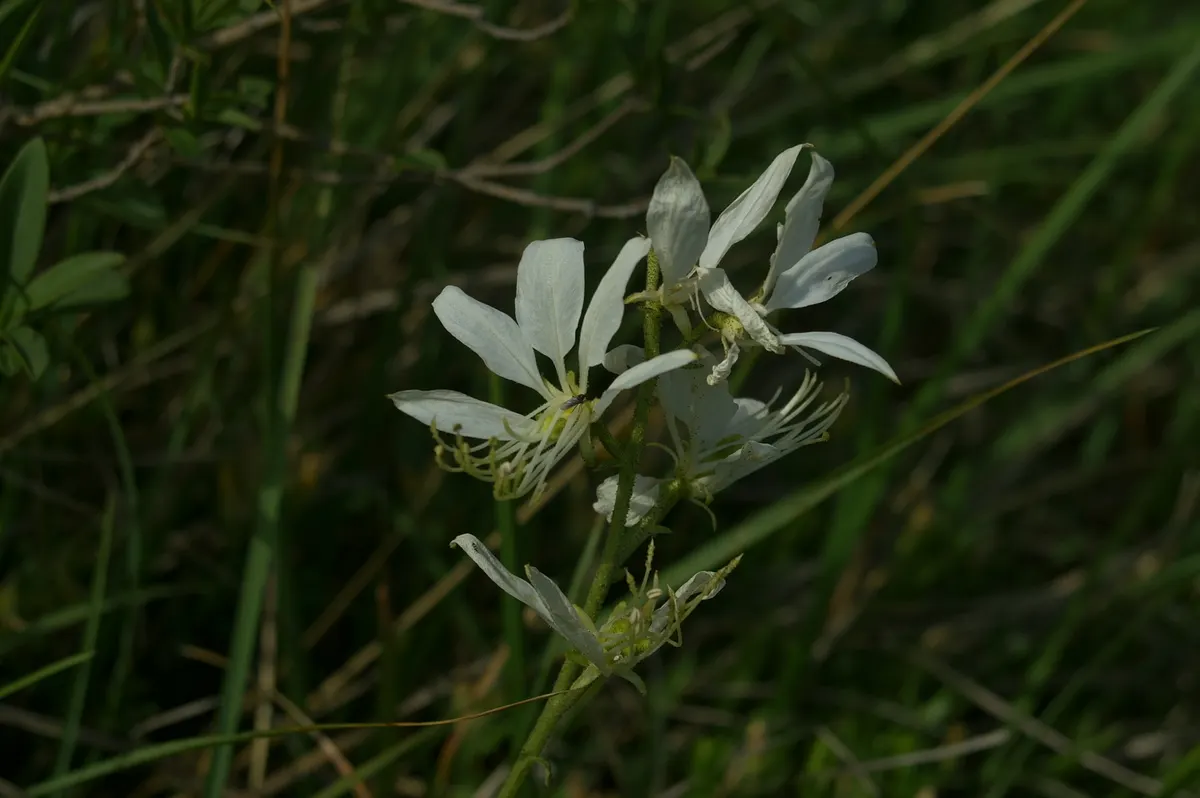 Gas Plant (Dictamnus Albus) — It showcases spikes of fragrant white or pink flowers in late spring to early summer