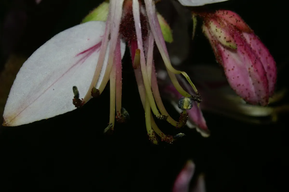 Gas Plant (Dictamnus Albus) — Caution advised due to its toxic nature and potential skin irritation; ensure they are aware of the potential skin, image 64